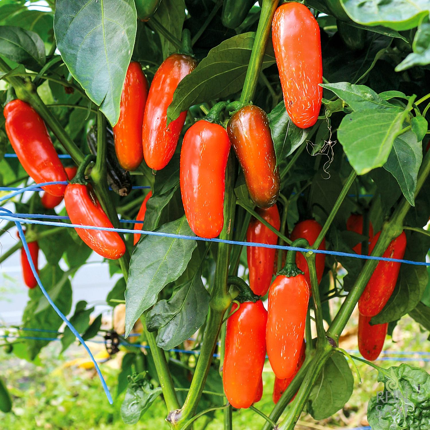 Jalapeño Leon (Capsicum annuum) Samen