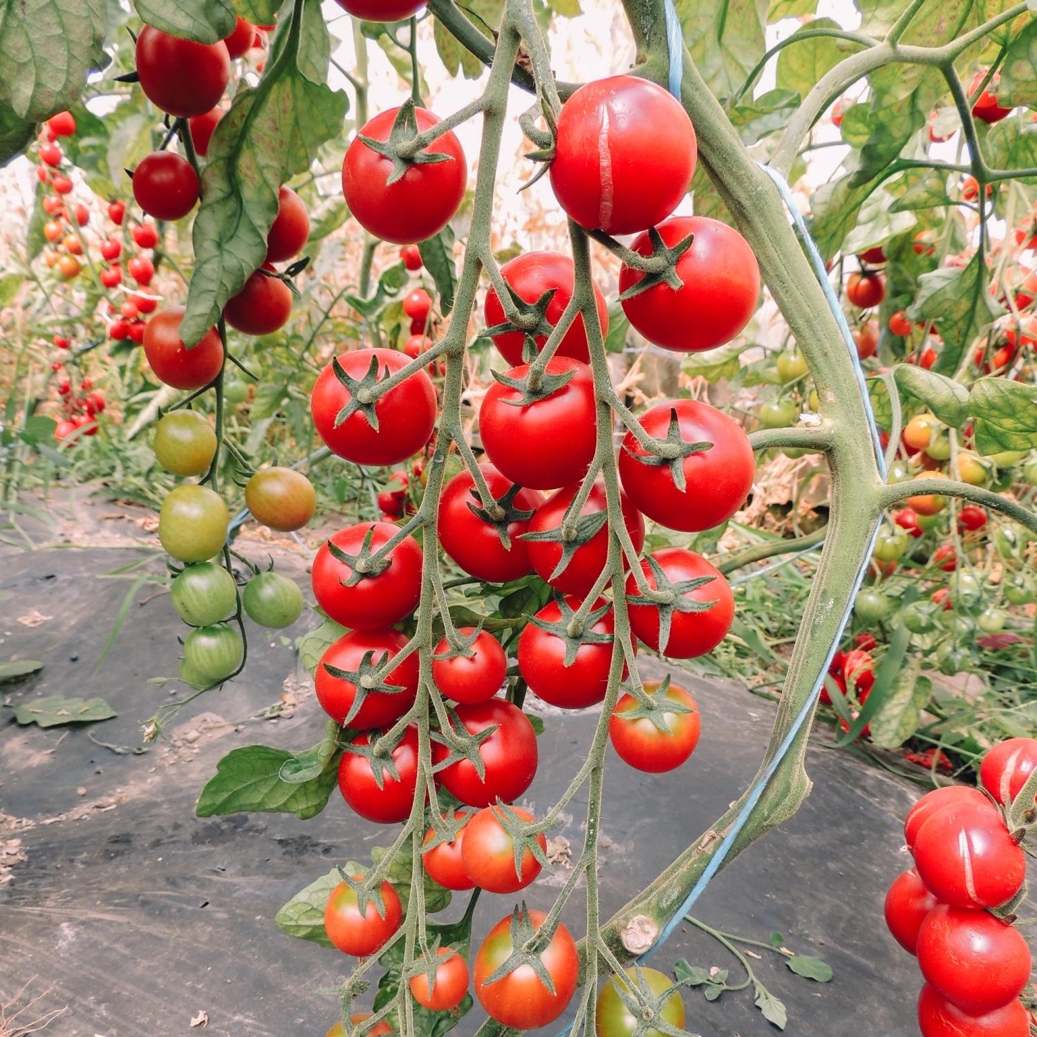 Anabelle (Solanum lycopersicum) Samen