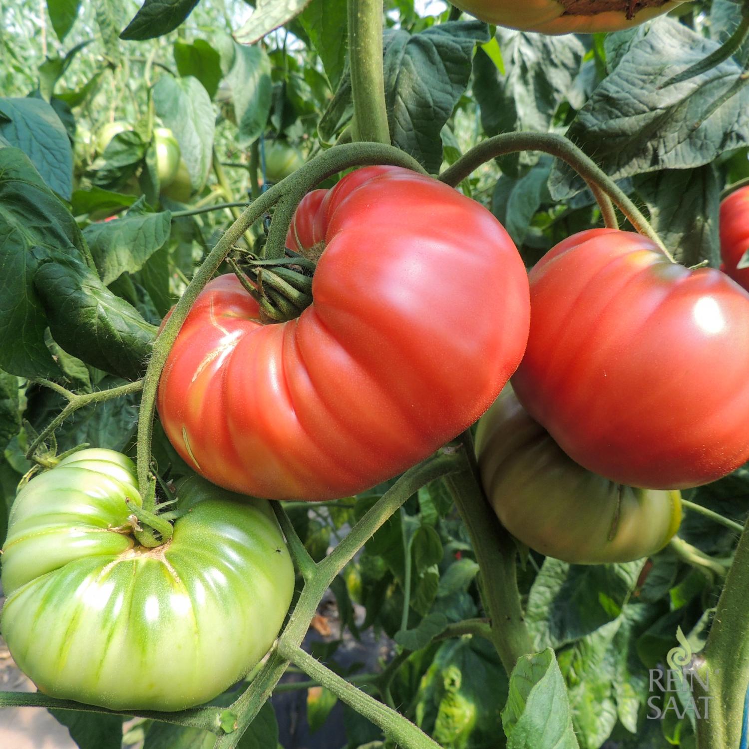 Olena Ukrainian (Solanum lycopersicum) Samen