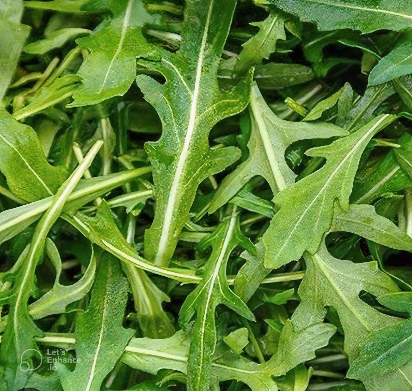 Rucola (Eruca sativa) Samen