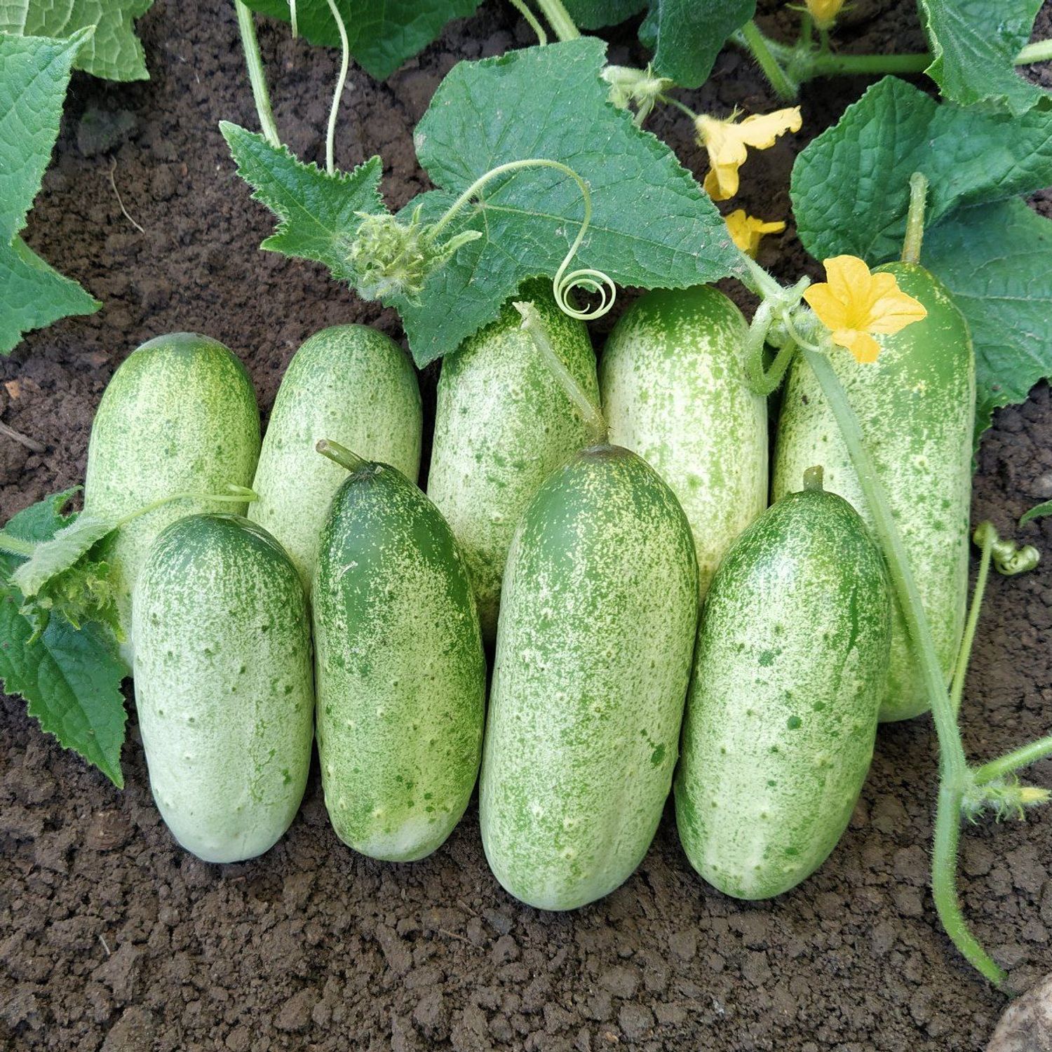 Russische Gurke (Cucumis sativus) Samen