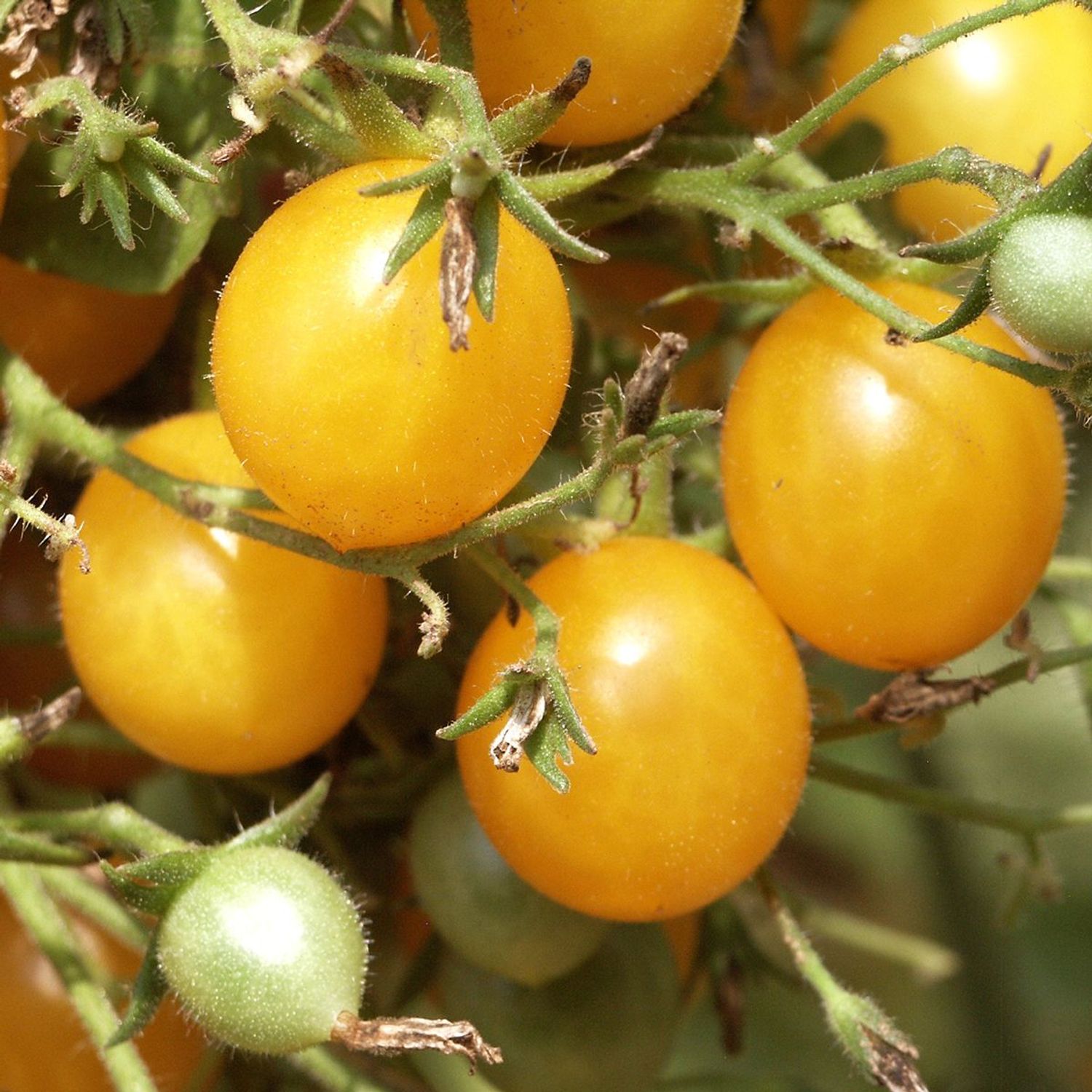 Gelbe Cherrytomate (Solanum lycopersicum) Samen