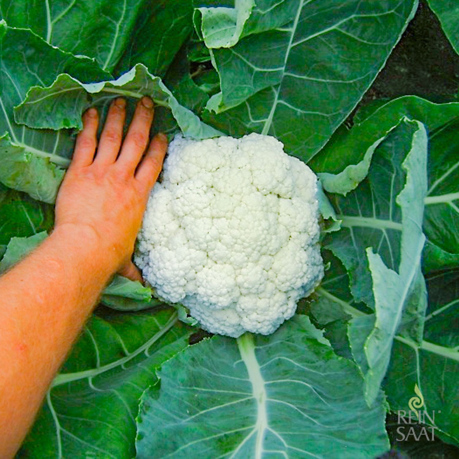 Neckarperle (Brassica oleracea var. botrytis L.) Samen