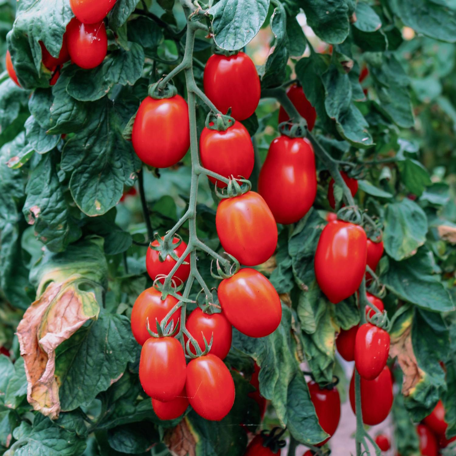 Kalami (Solanum lycopersicum) Samen