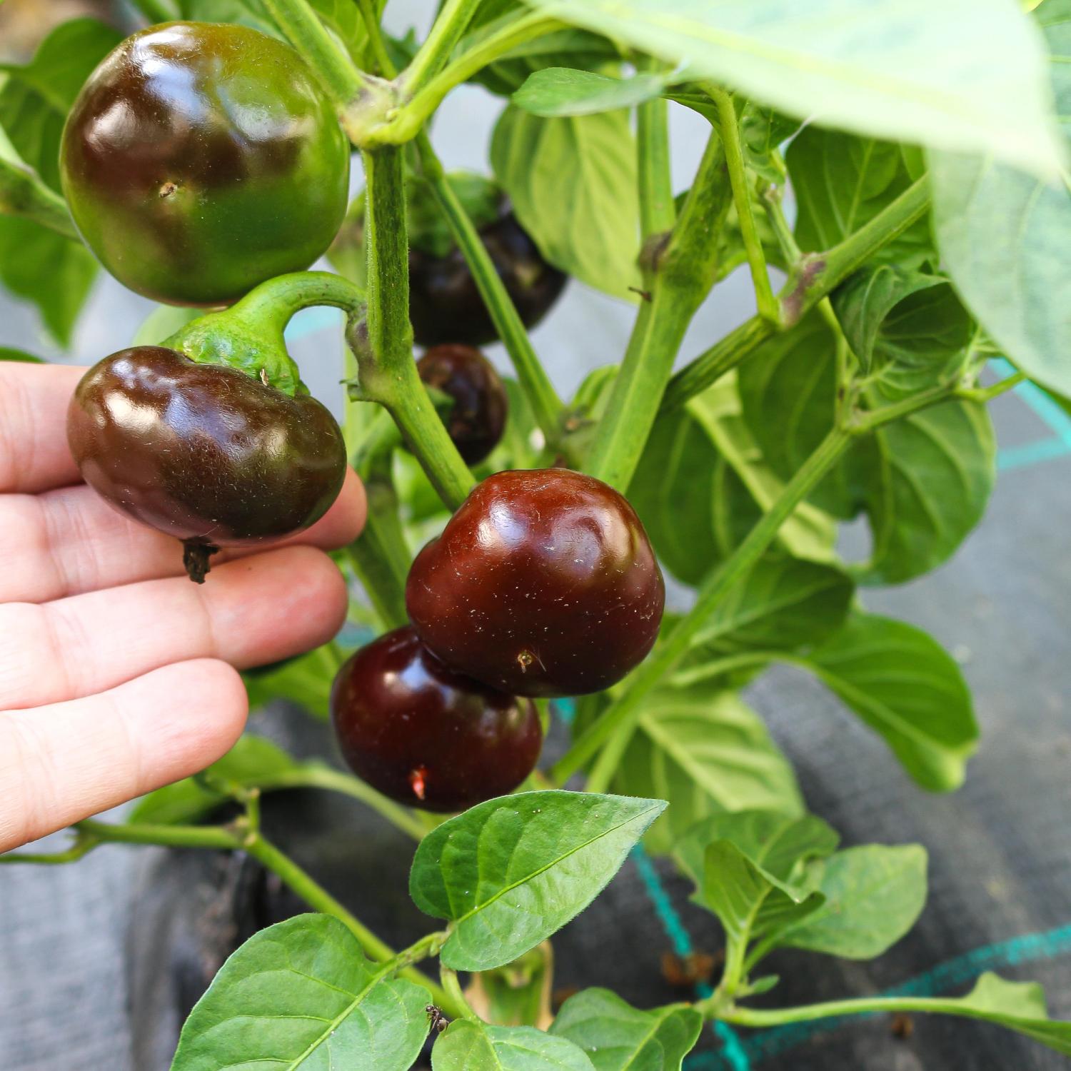 Yola (Capsicum frutescens) Samen