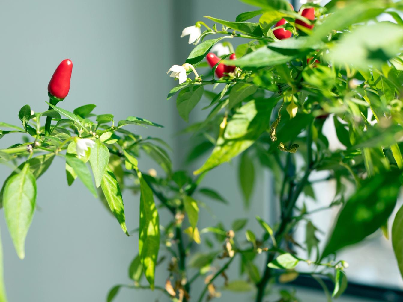 Thai-Chili mit Blüten und Früchten