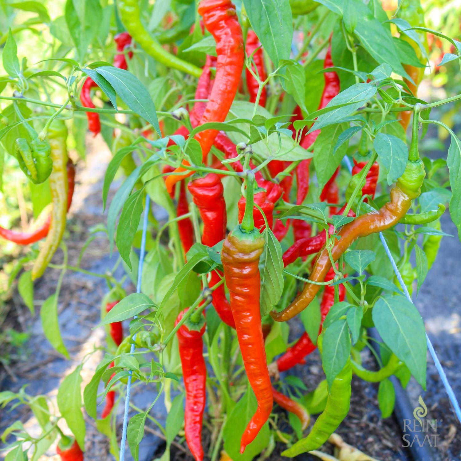 Sigaretta (Capsicum annuum) Samen