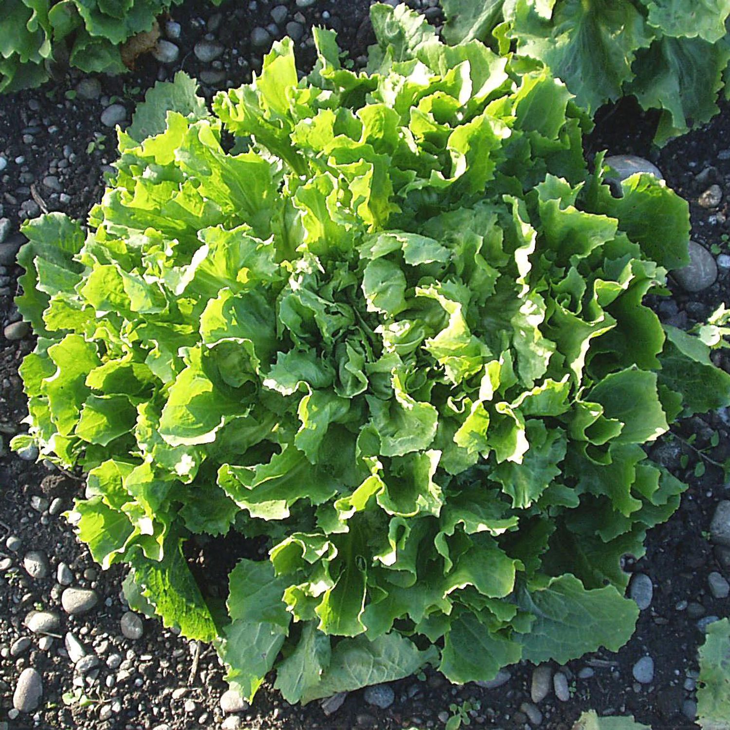 Géante Maraîchère (Cichorium endivia) Samen