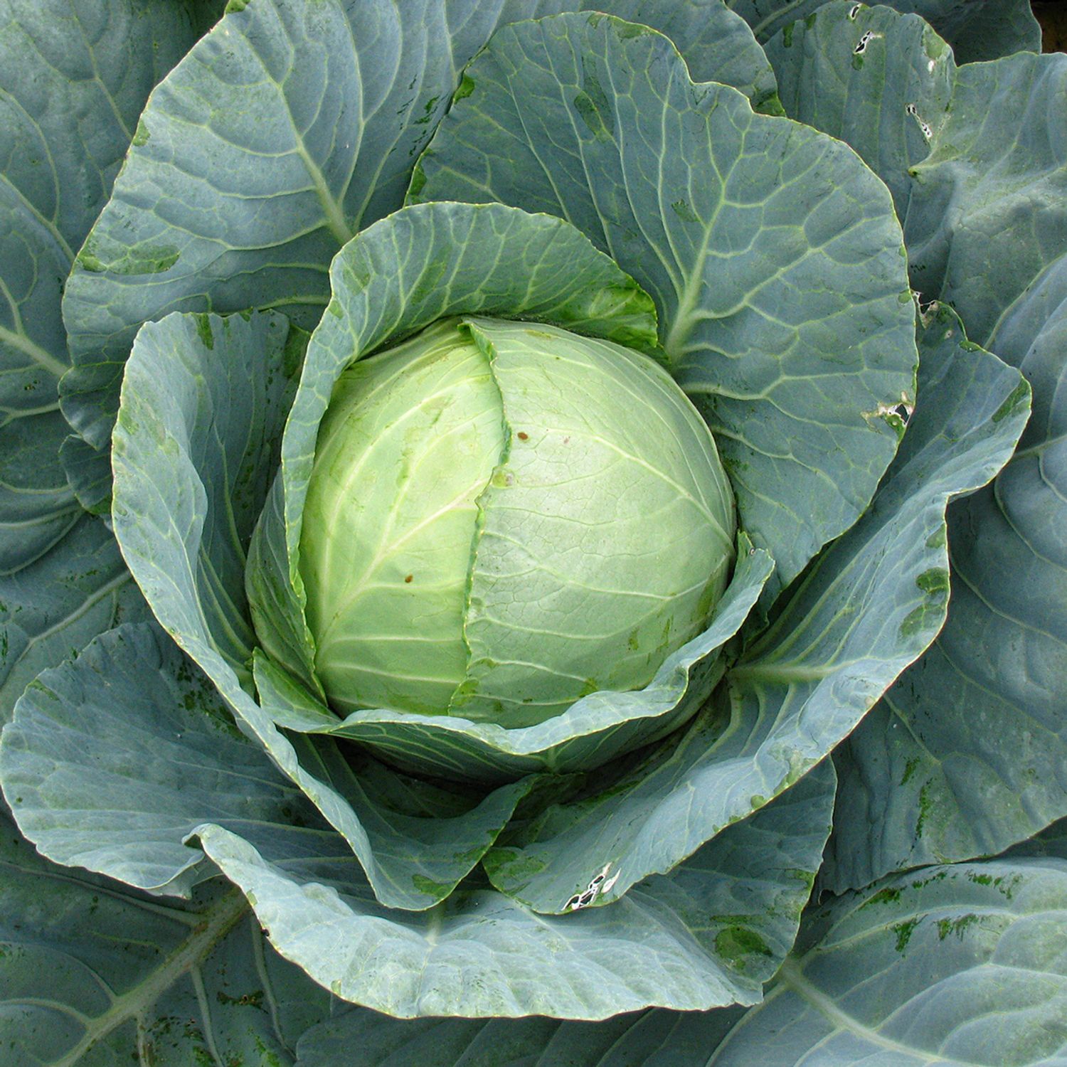 Wädenswiler (Brassica oleracea convar. capitata) Samen