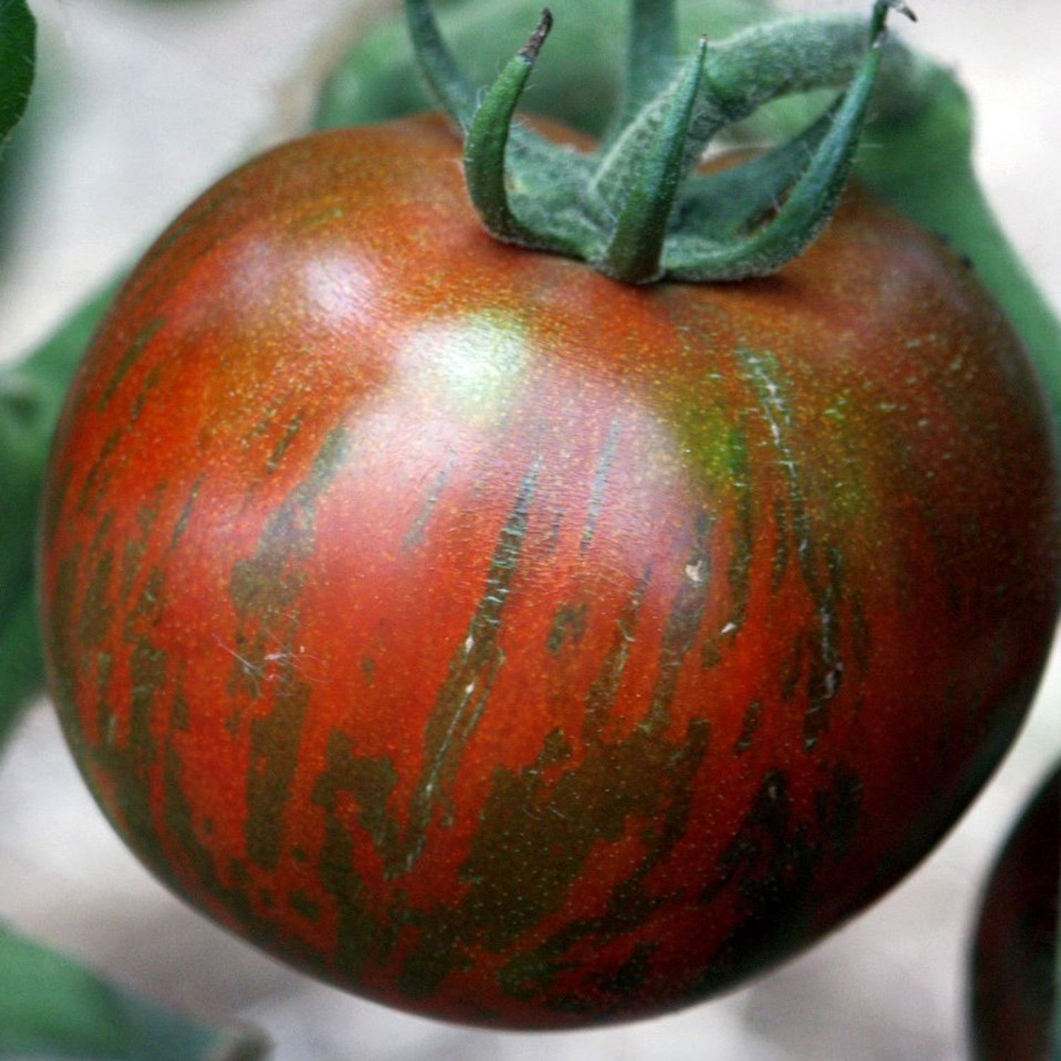 Black Zebra (Solanum lycopersicum) Samen