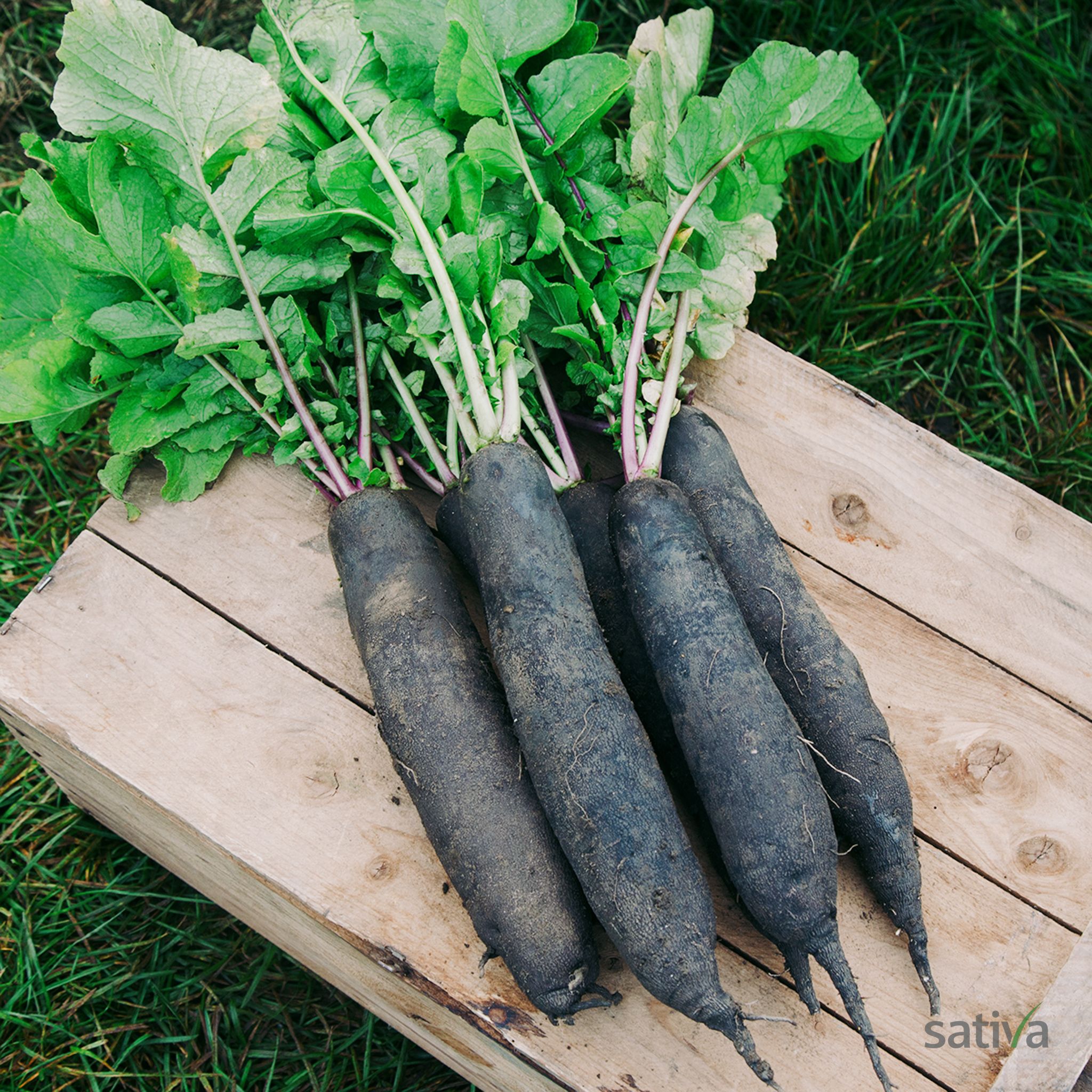Daikon  Rettich - Altes & historisches Saatgut
