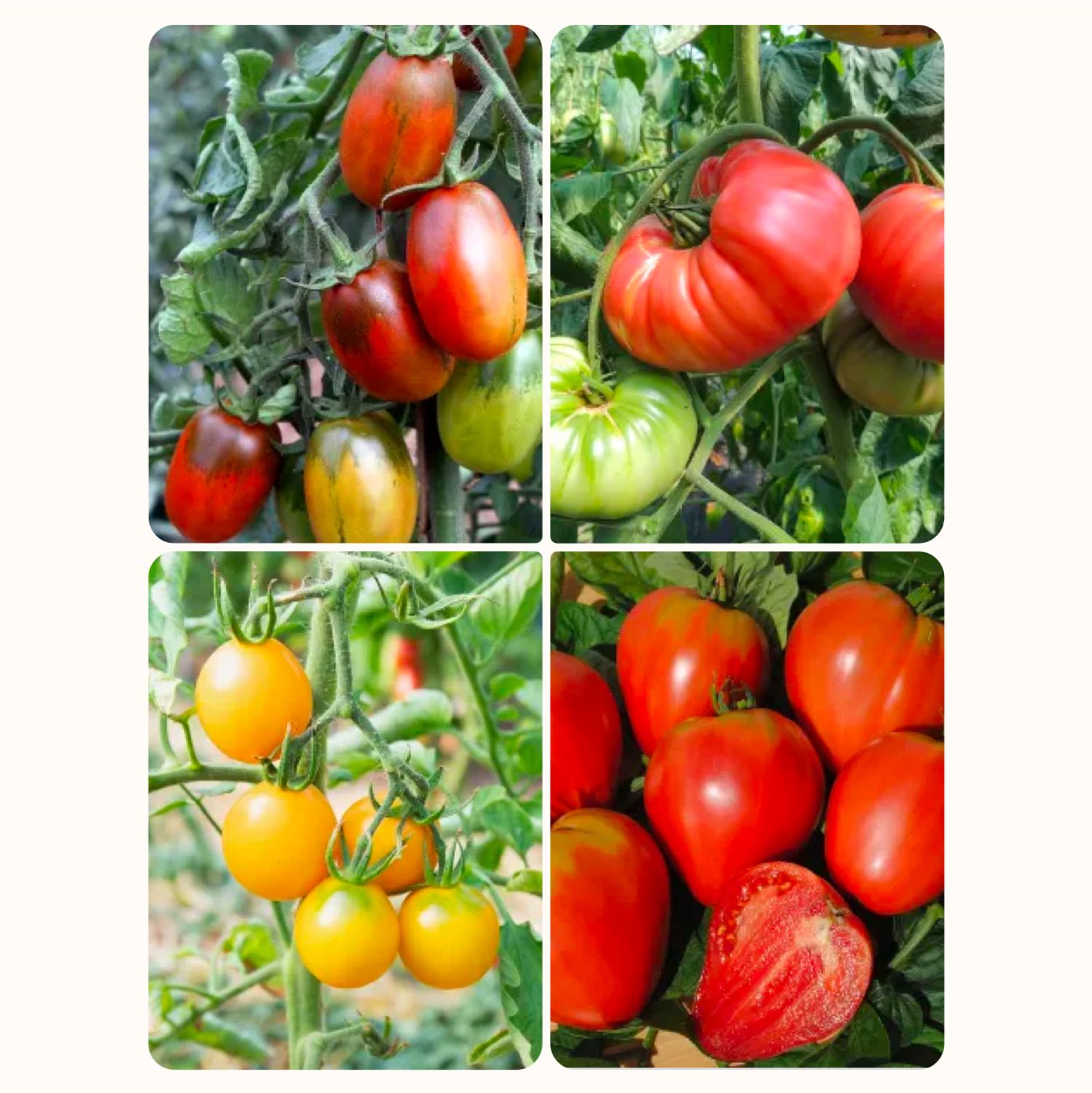 Set: Russische Tomaten Samen