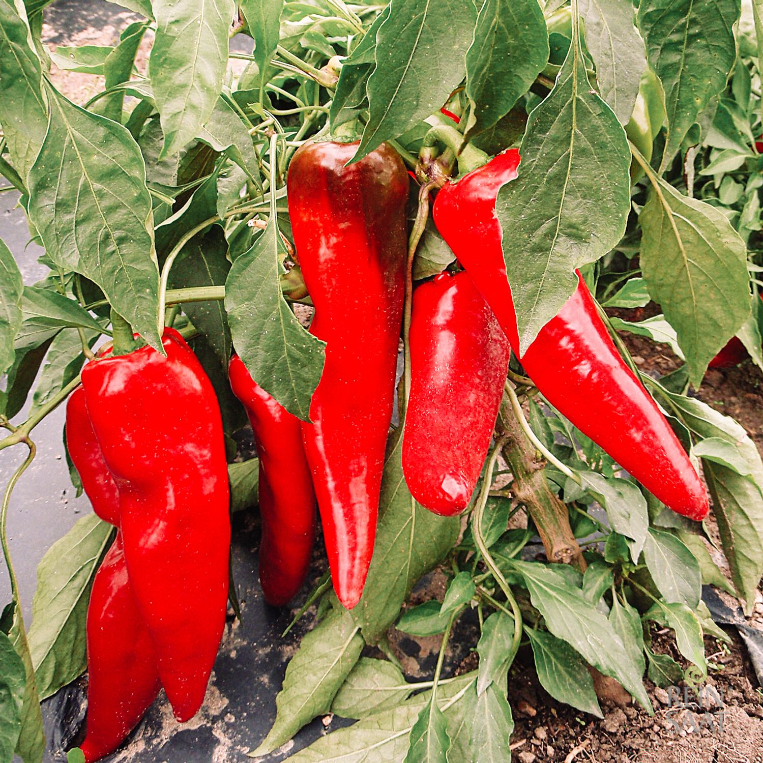 Julietta (Capsicum annuum) Samen