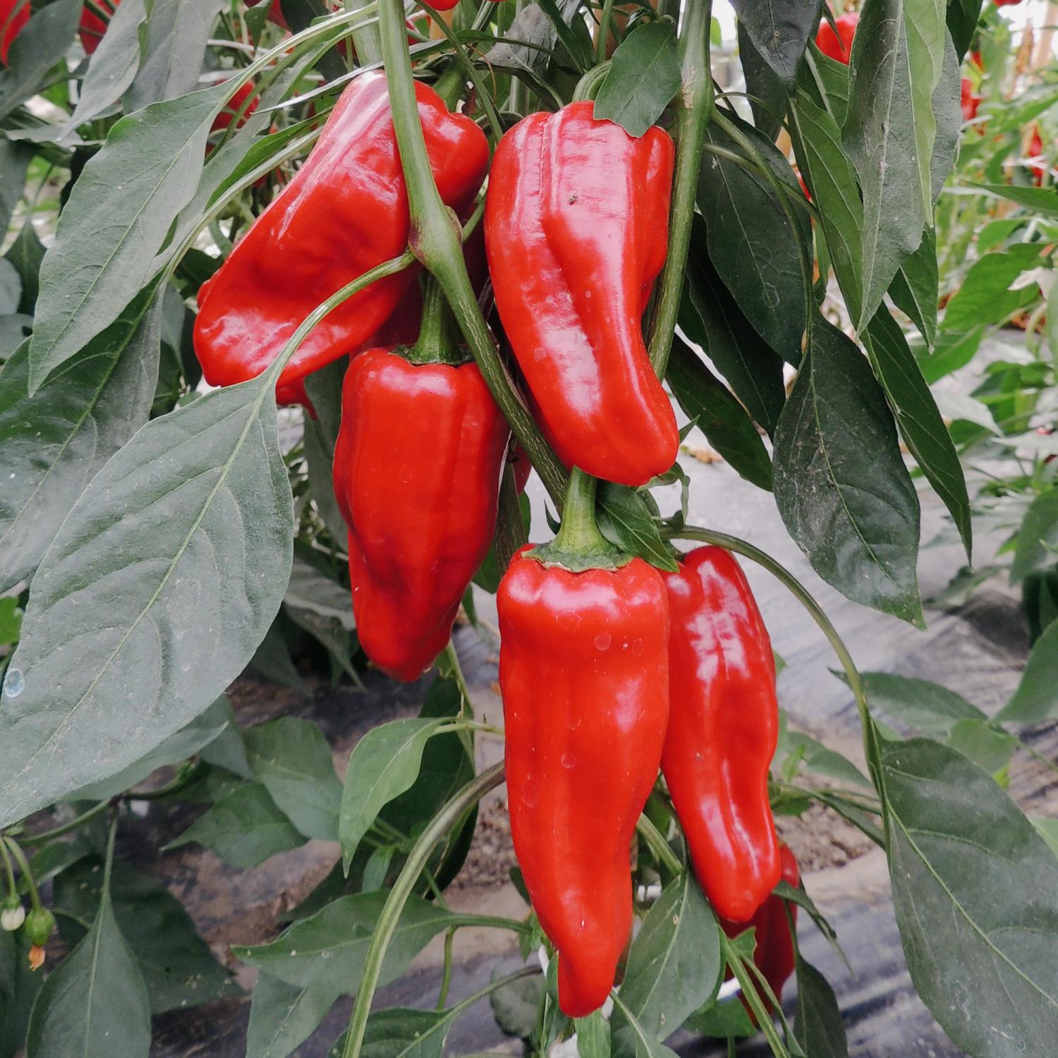 Türkischer Gewürzpaprika (Capsicum annuum) Samen