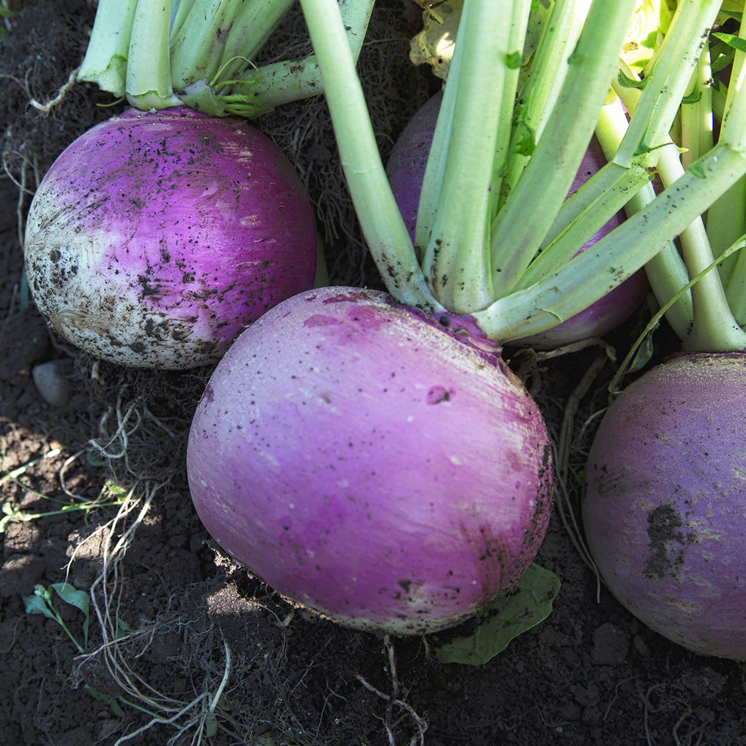 Zürcher (Brassica rapa rapa) Samen