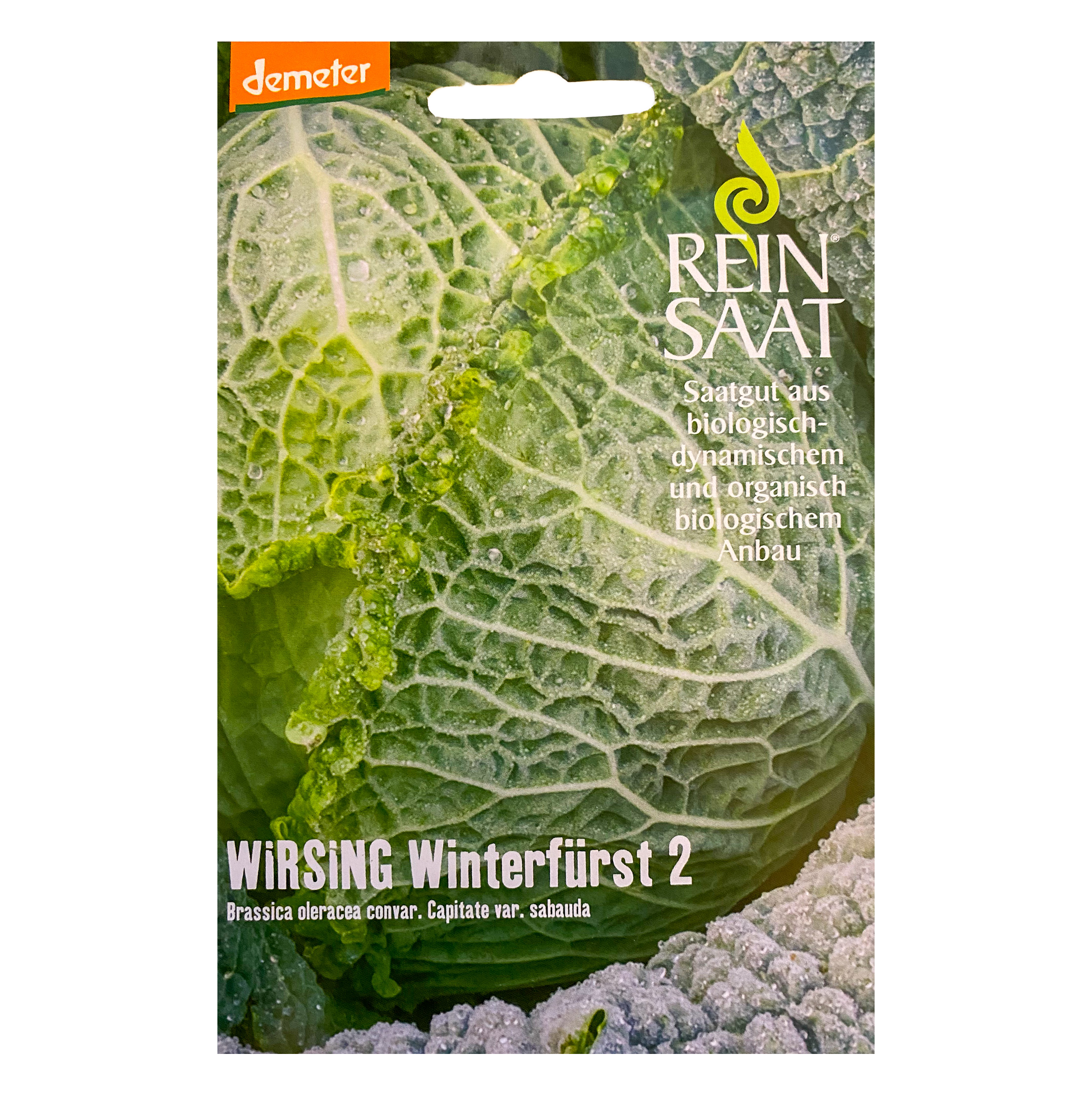 Winterfrst 2  Wirsing - Altes & historisches Saatgut