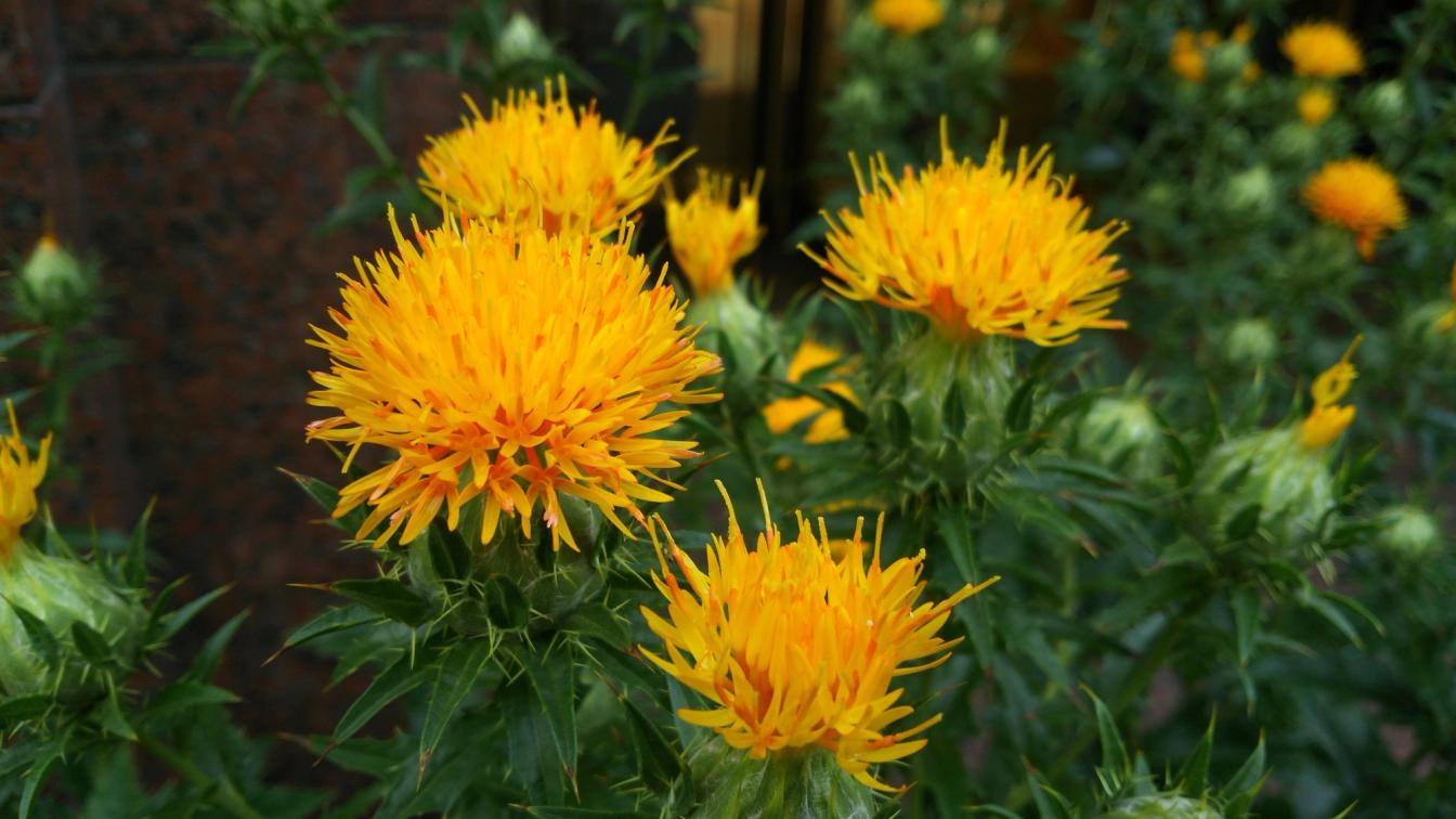 Färberdistel (Carthamus tinctorius)