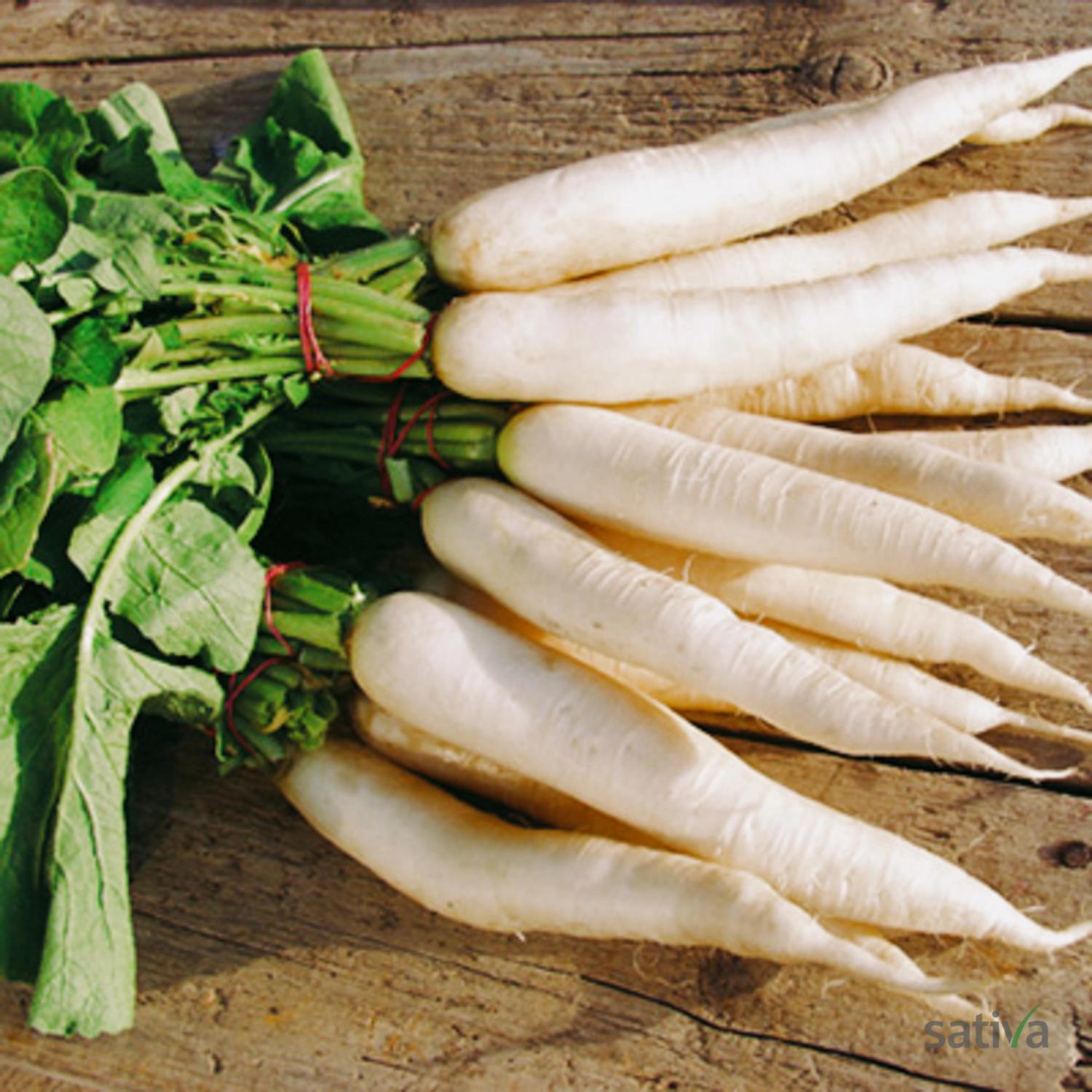 Daikon (Raphanus sativus) Samen