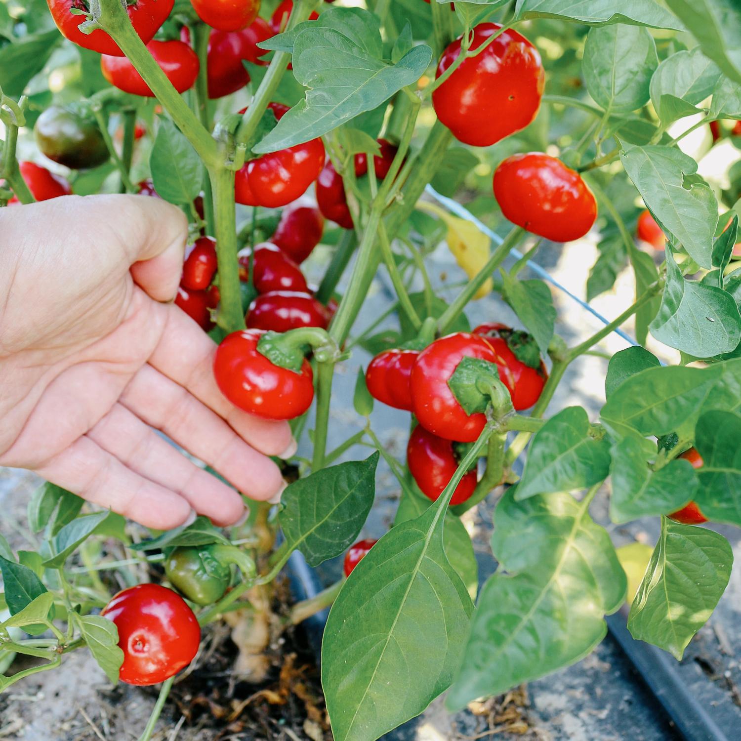 Paradiso (Capsicum frutescens) Samen