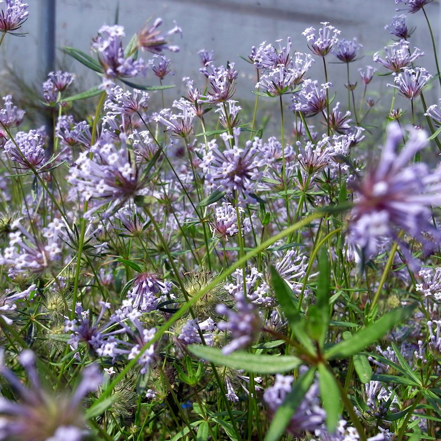 Blauer Waldmeister (Asperula orientalis) Samen