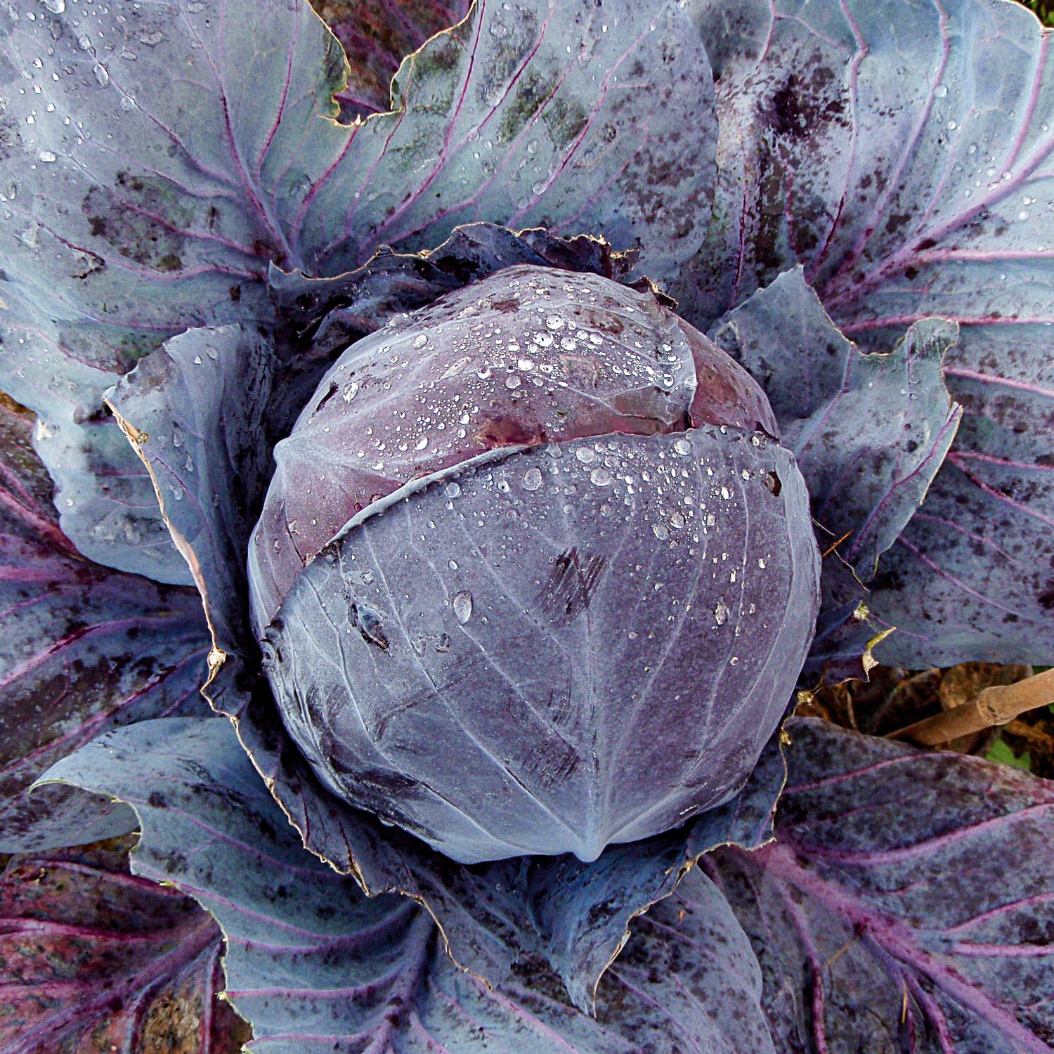 Tête Noire 3 (Brassica oleracea convar. capitata var. rubra) Samen