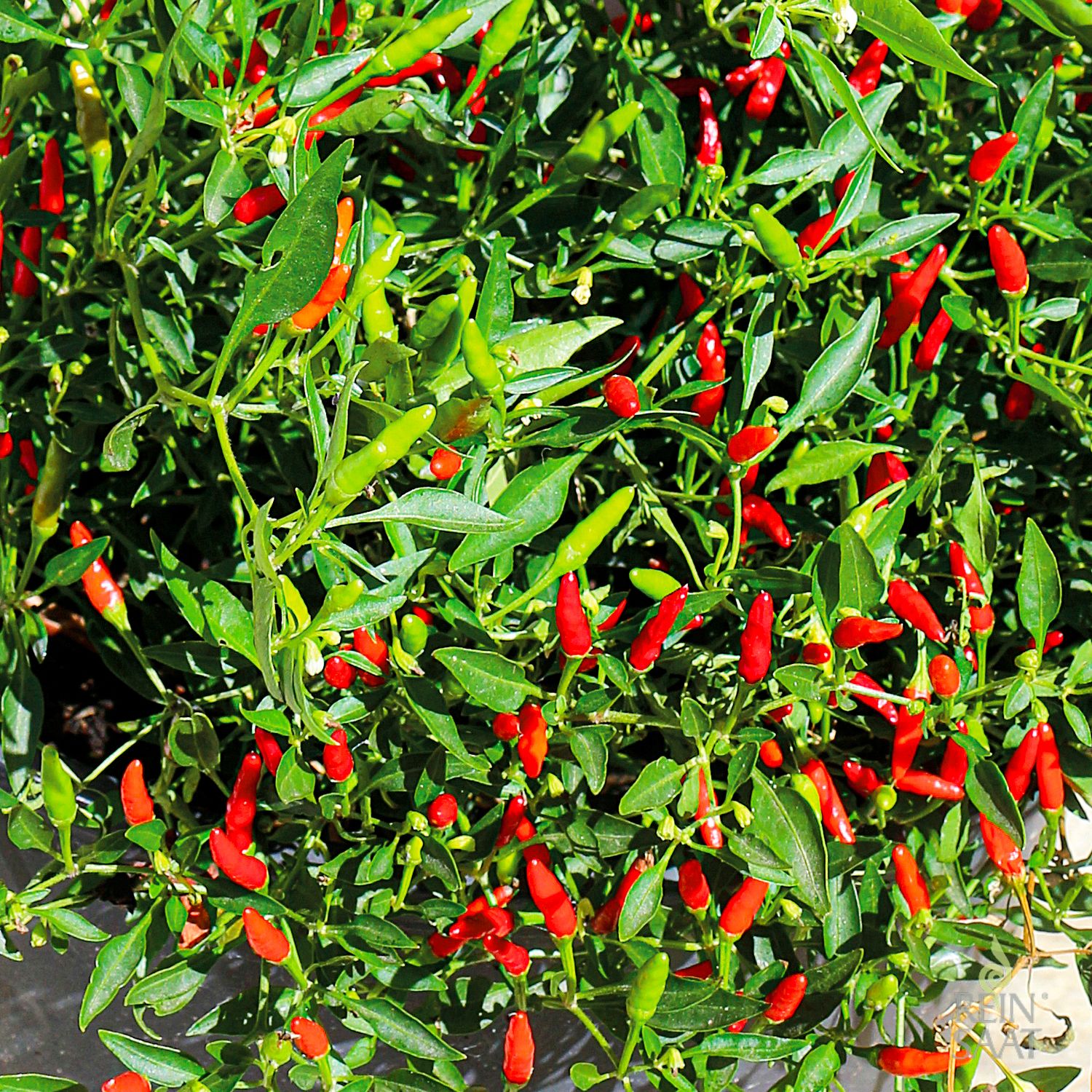 Wildpfefferoni (Capsicum frutenscens) Samen