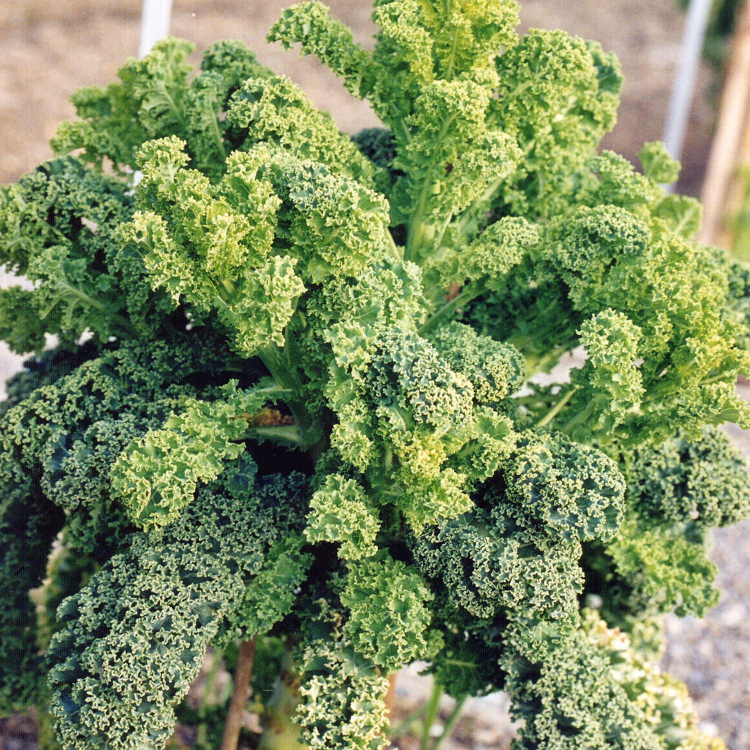 Ostfriesische Palme (Brassica oleracea var. sabellica) Samen