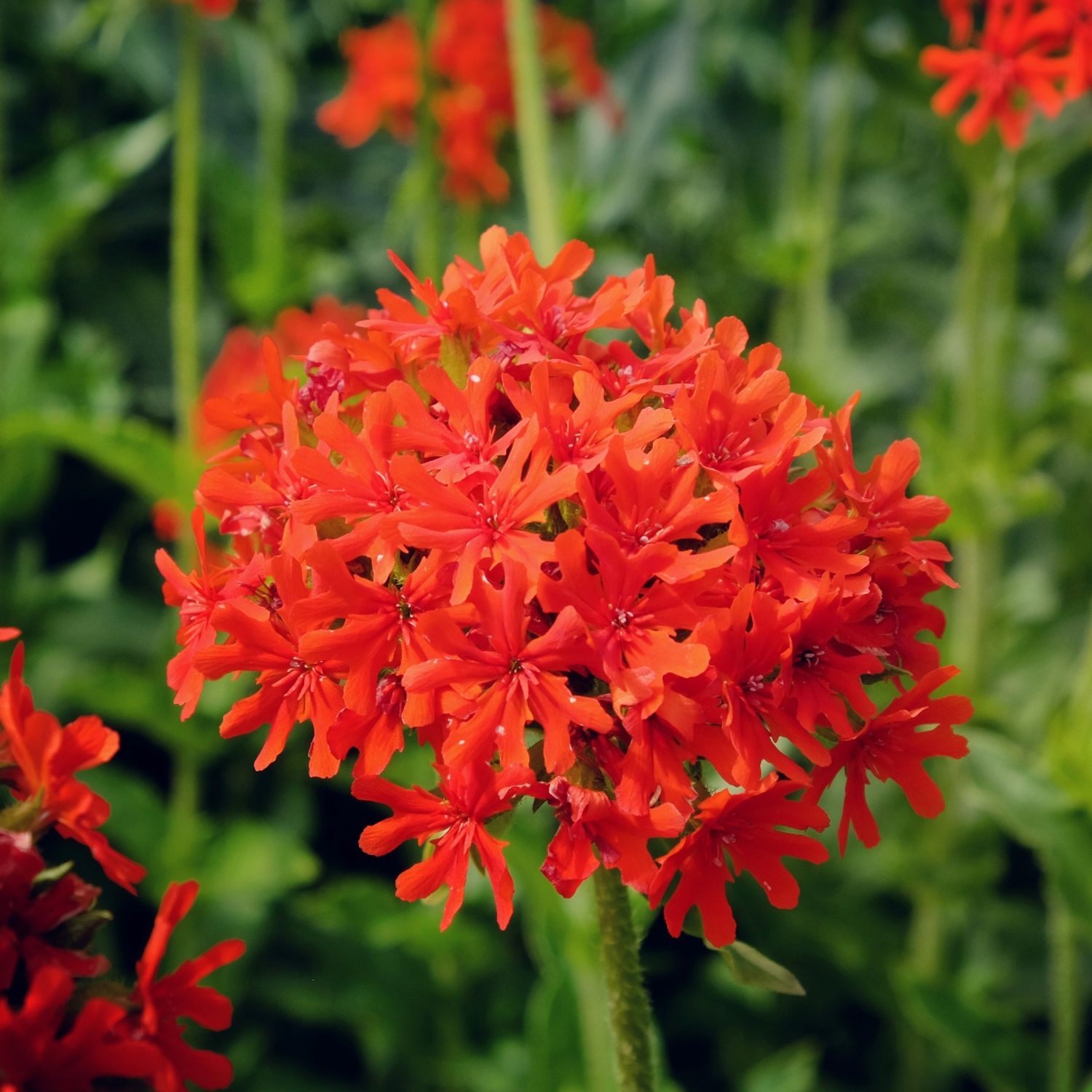 Brennende Liebe (Lychnis chalcedonica) Samen
