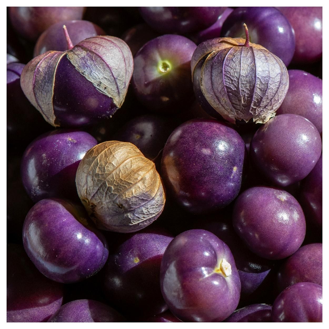 Tomatillo Purple  Gemse - Altes & historisches Saatgut