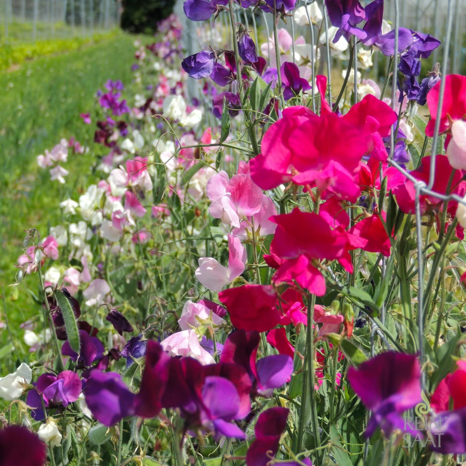 Edelwicke (Lathyrus odoratus) Samen