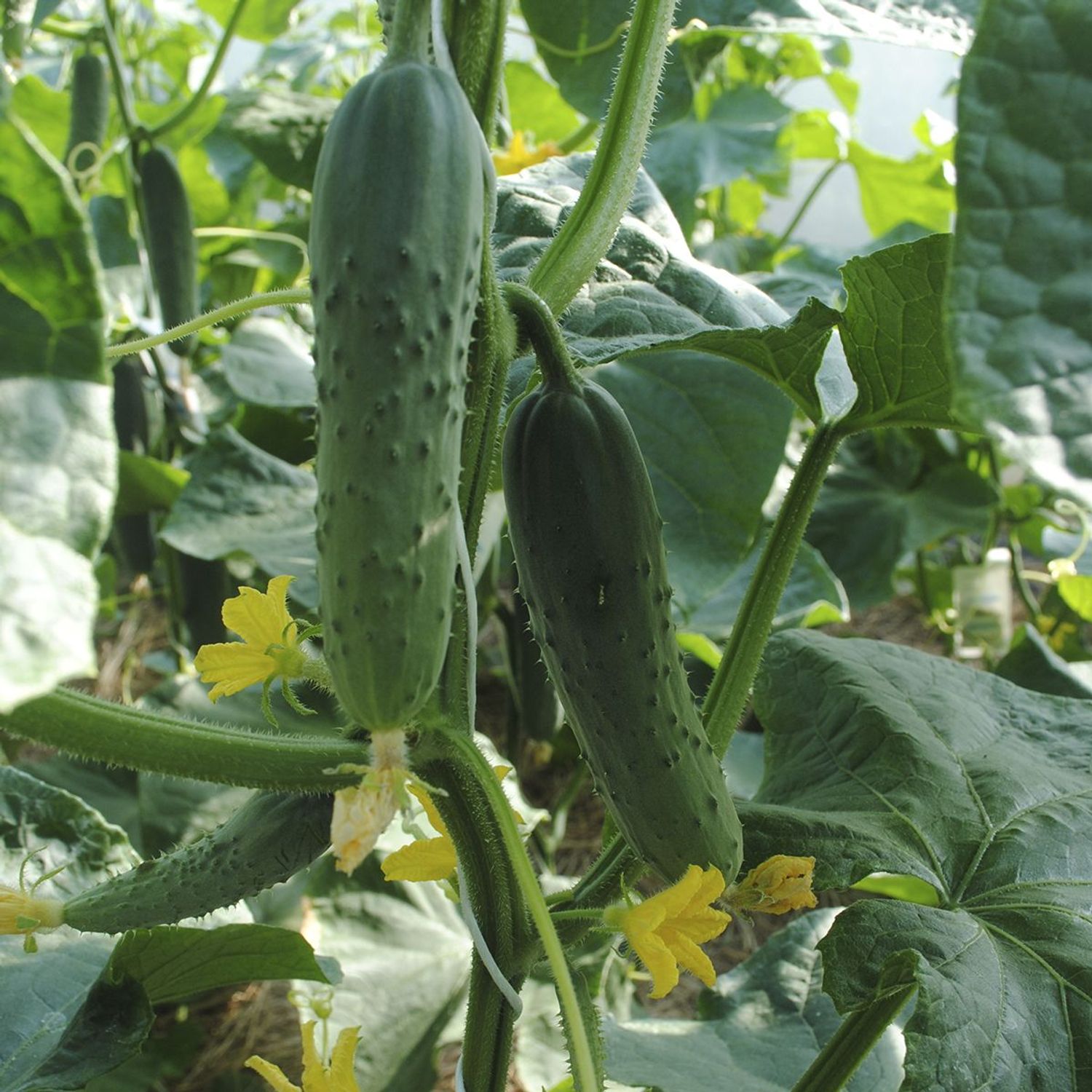 Marketmore (Cucumis sativus) Samen