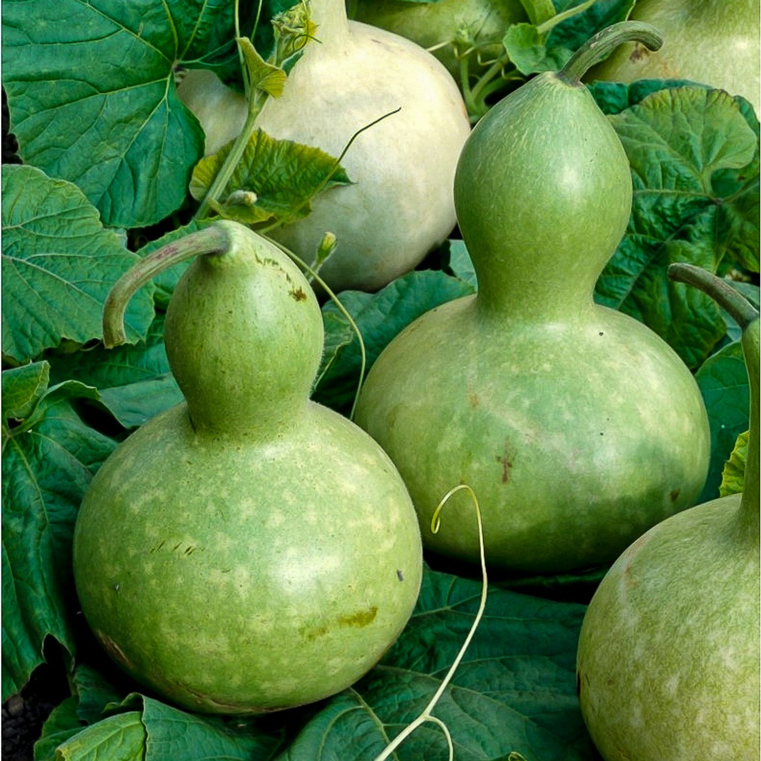 Mini Bottle (Cucurbita lagenaria) Samen