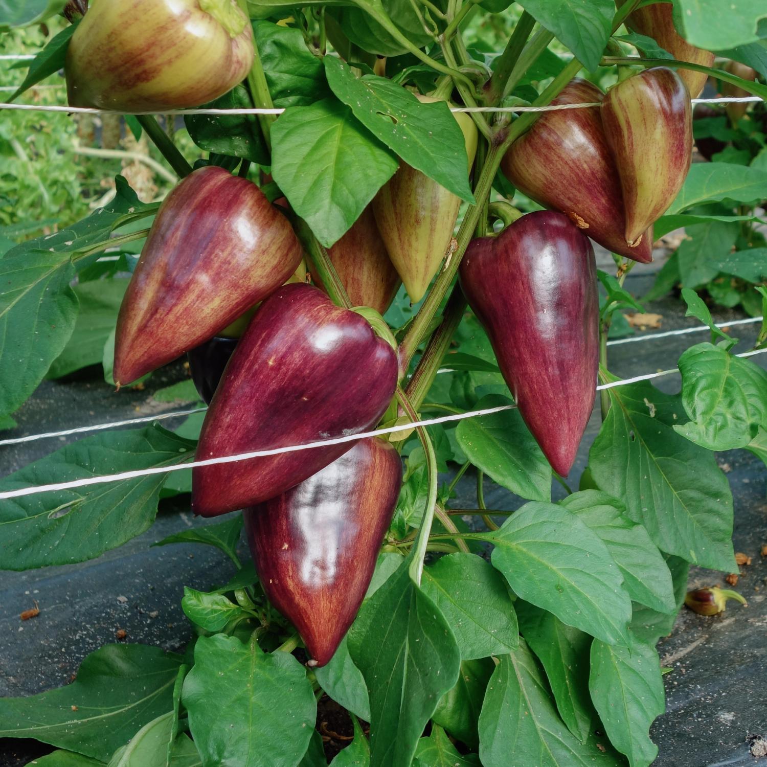 Palila (Capsicum annuum) Samen