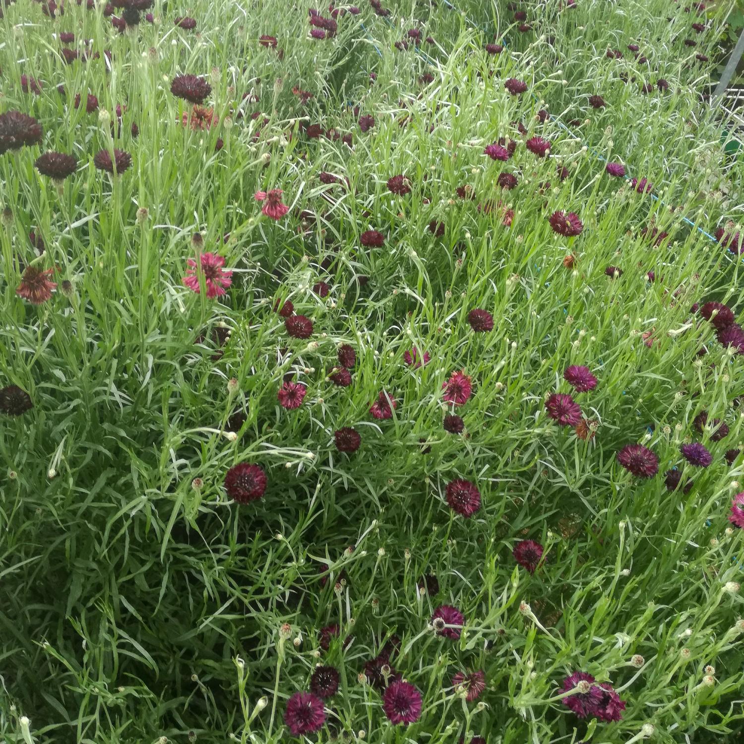 Kornblume Black Ball » Kornblumen