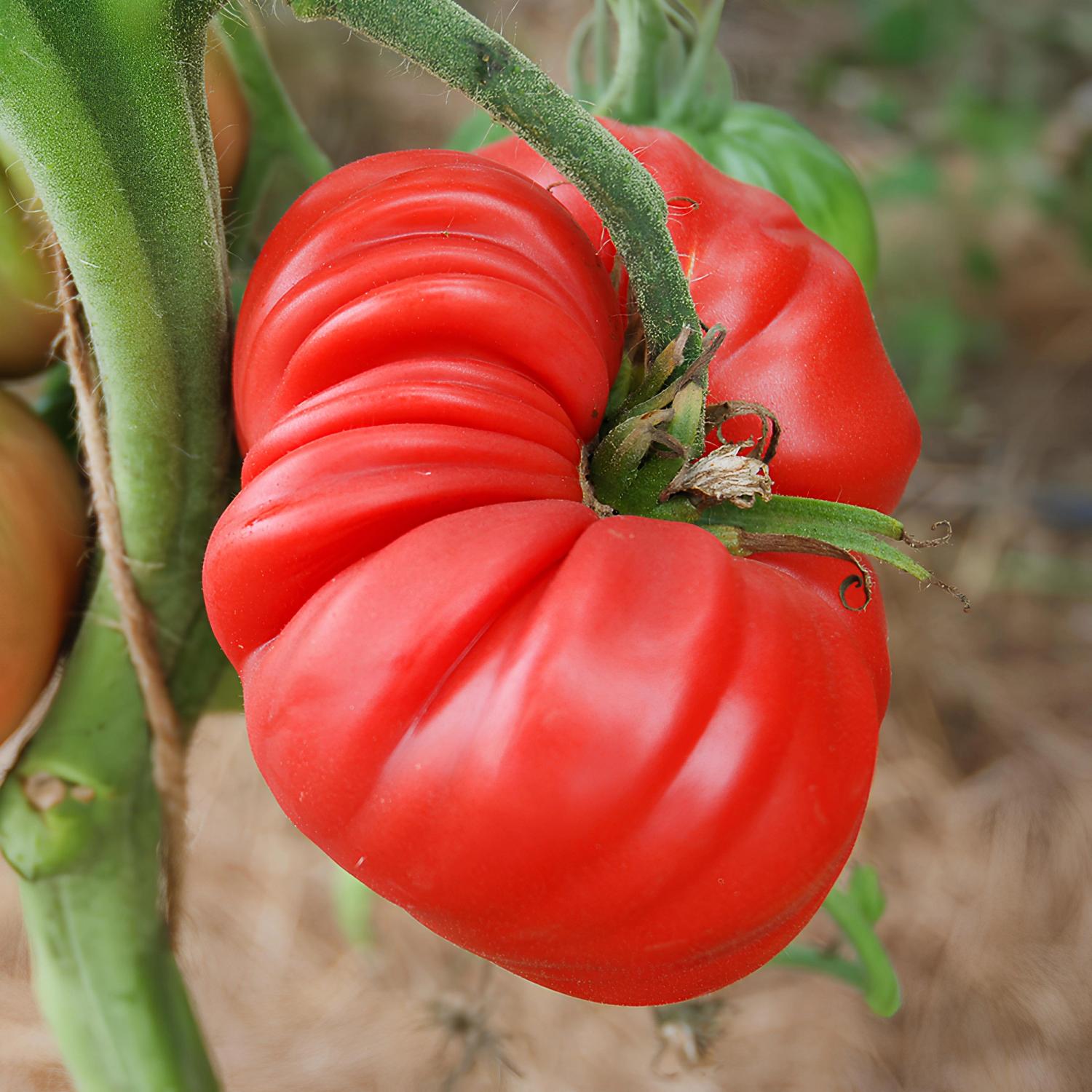 Belmonte (Solanum lycopersicum) Samen