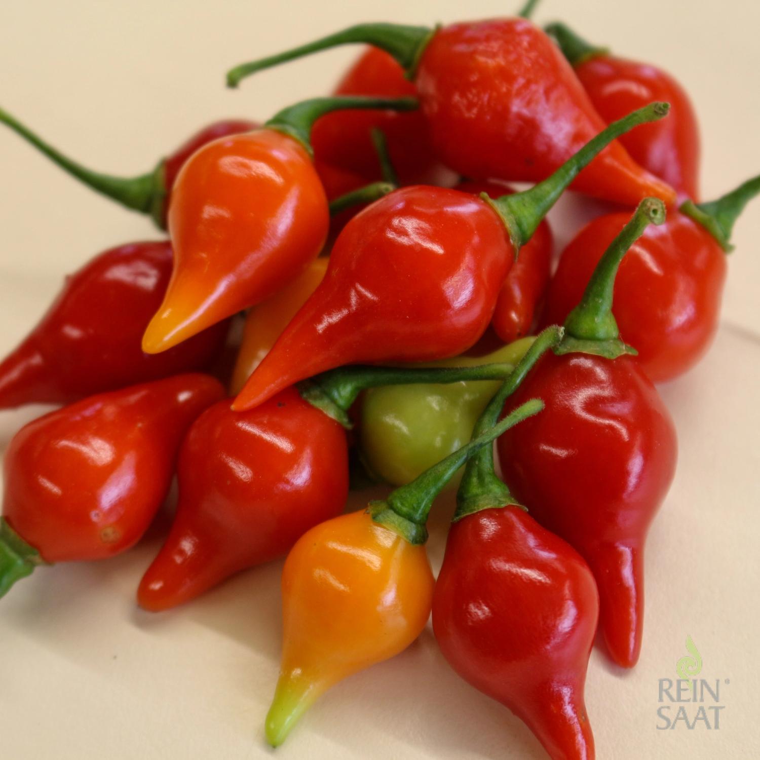 Biquinho (Capsicum chinense) Samen