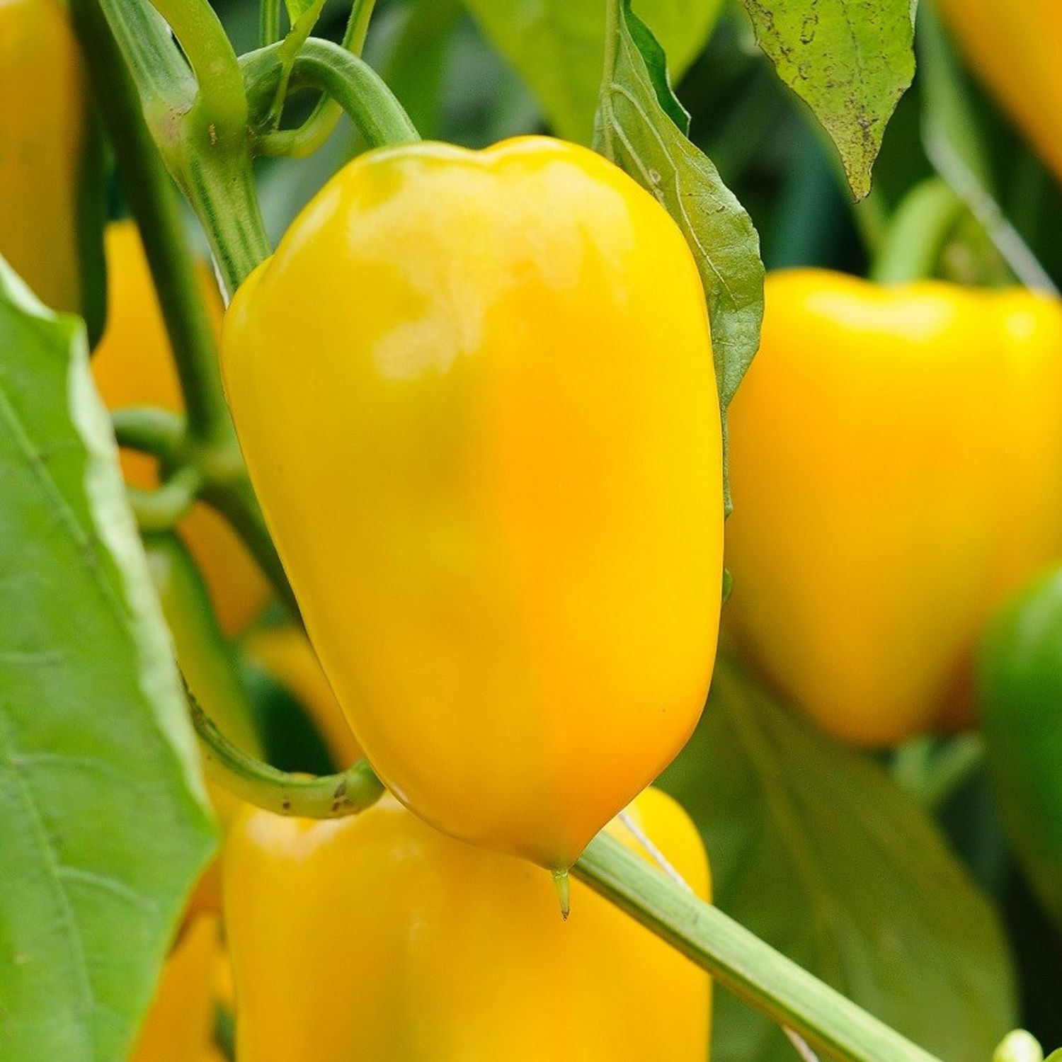 Pusztagold (Capsicum annuum) Samen