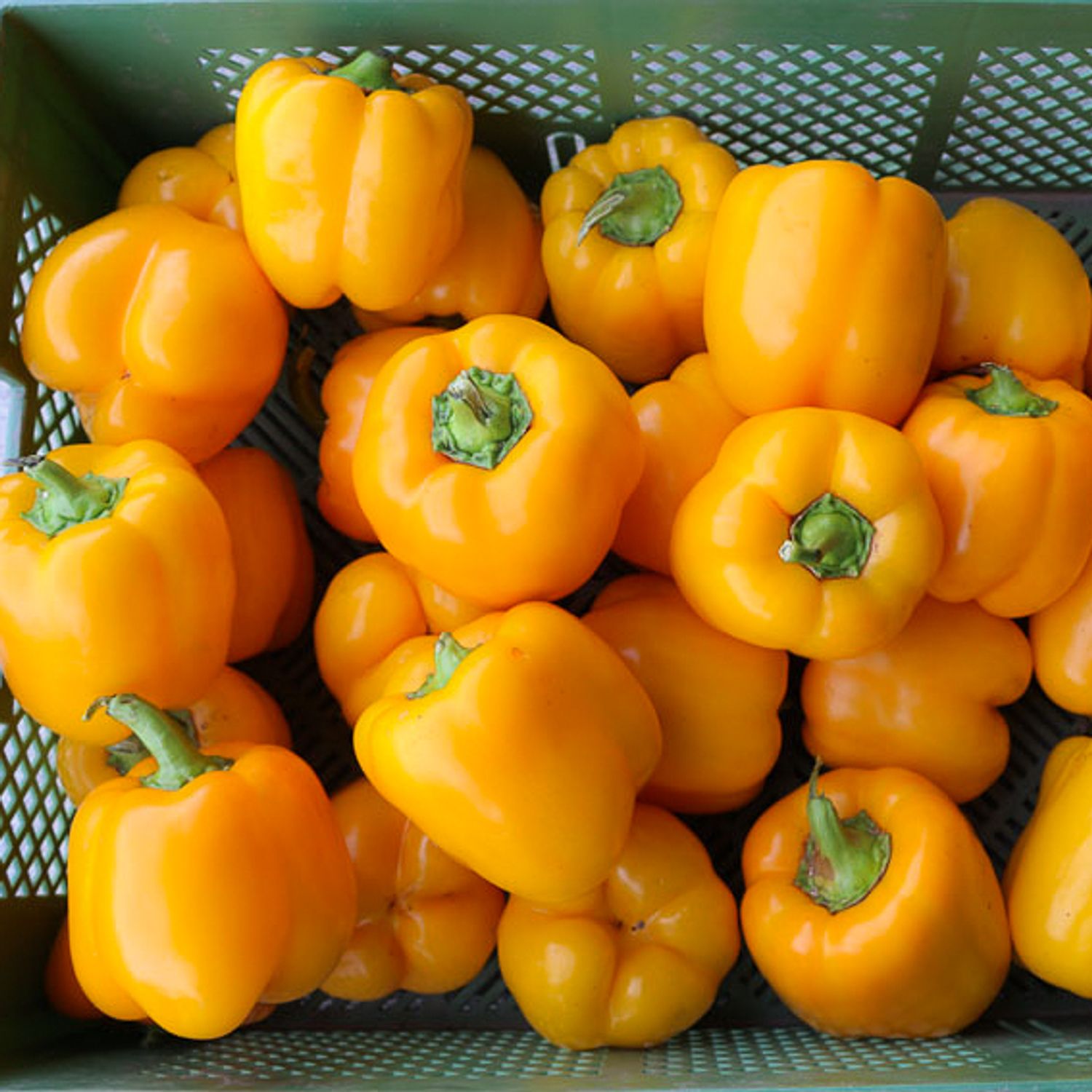 Gloriette (Capsicum annuum) Samen