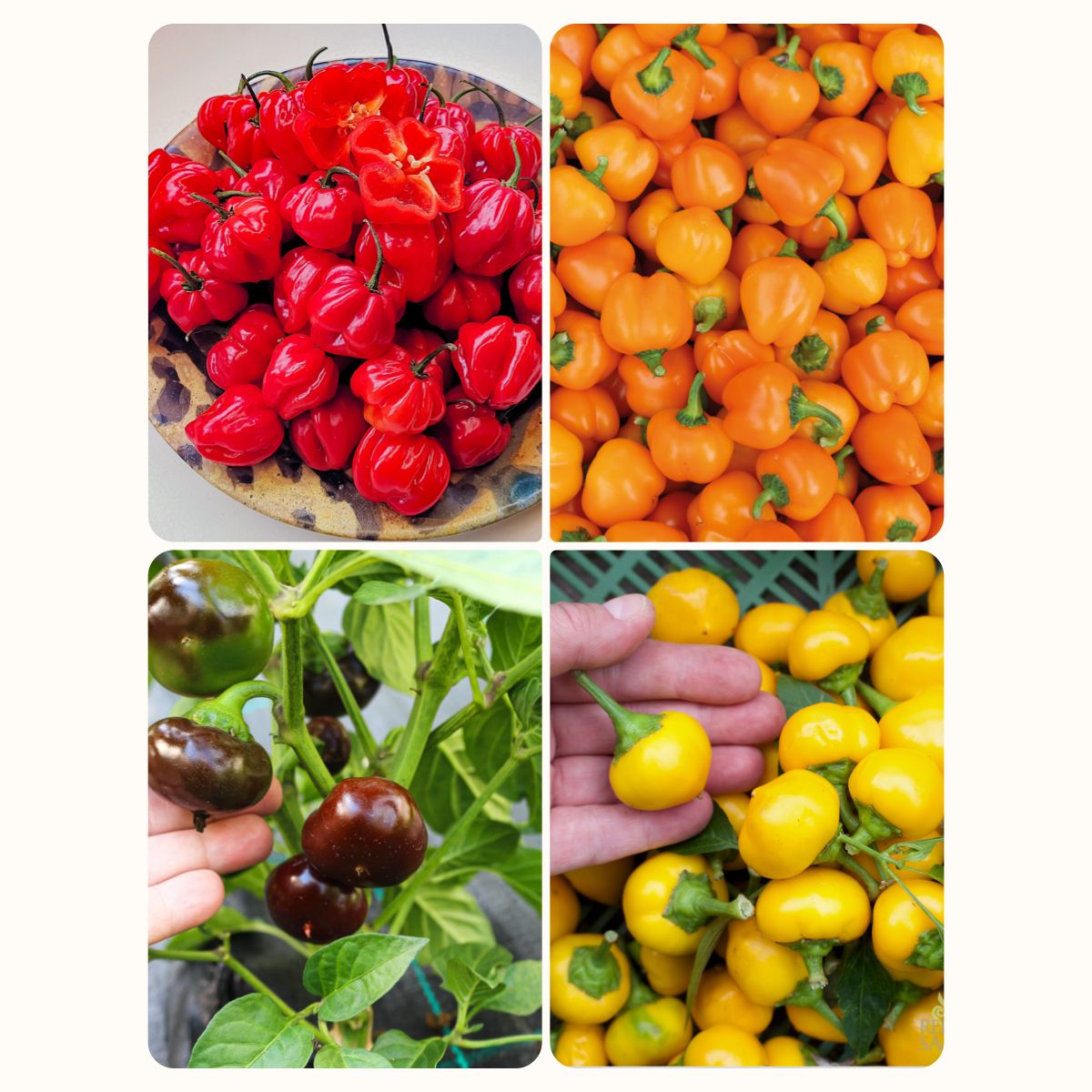 Set: Freiland Paprika » Gemüse - Altes & historisches Saatgut