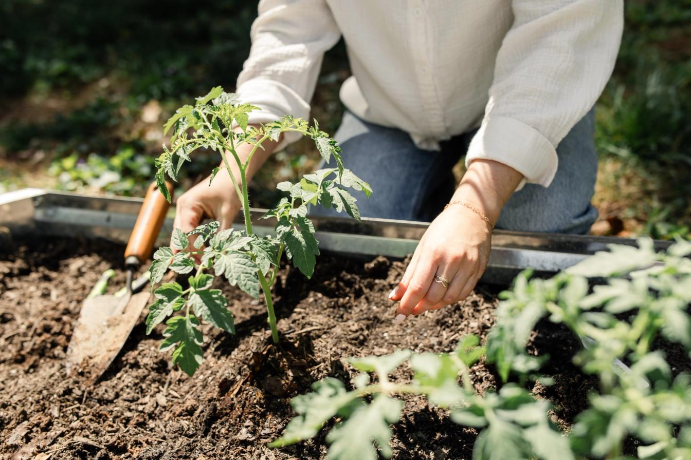 Tomate wird ins Hochbeet eingepflanzt