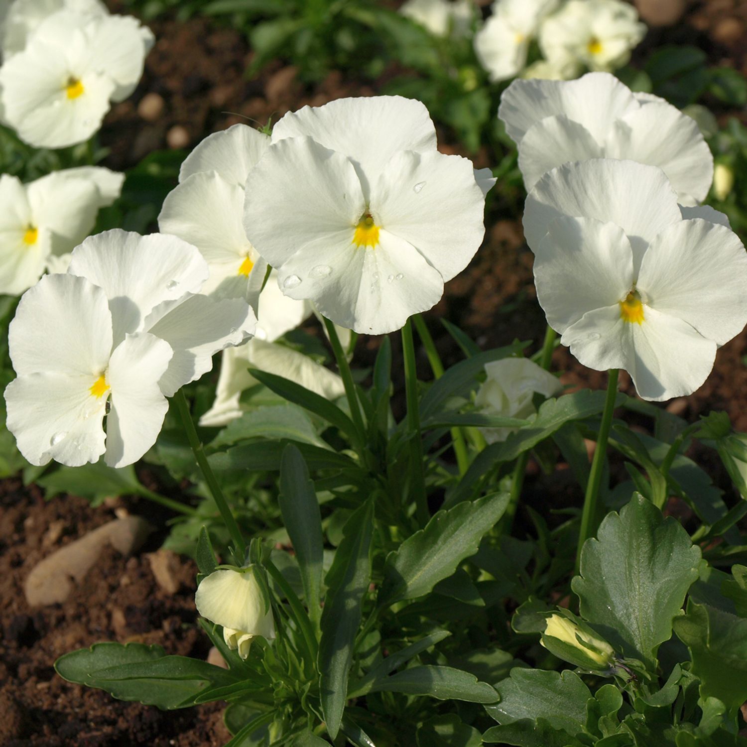 Viola Jungfrau (Viola wittrockiana) Samen