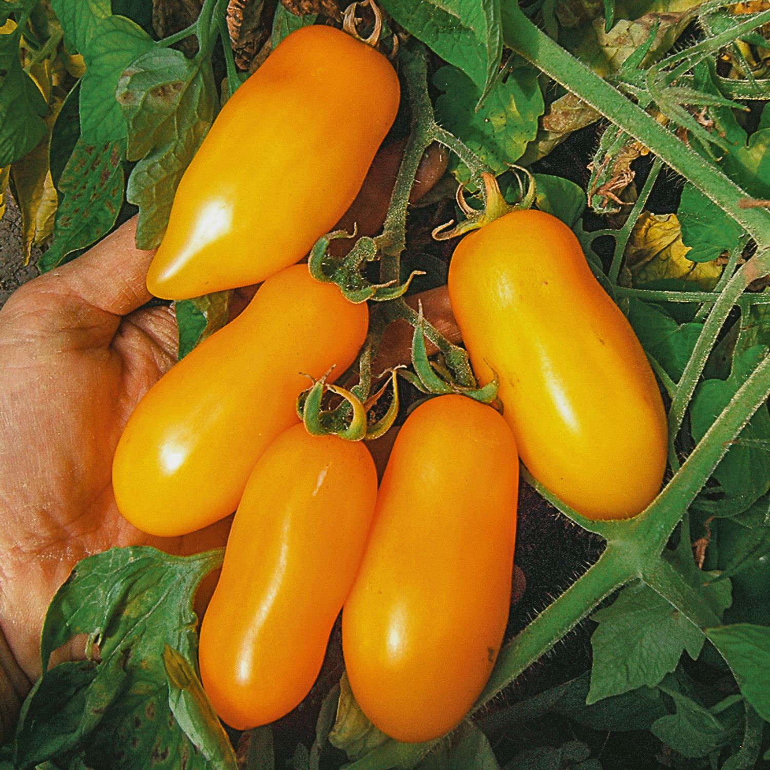 Banana Legs (Solanum lycopersicum) Samen