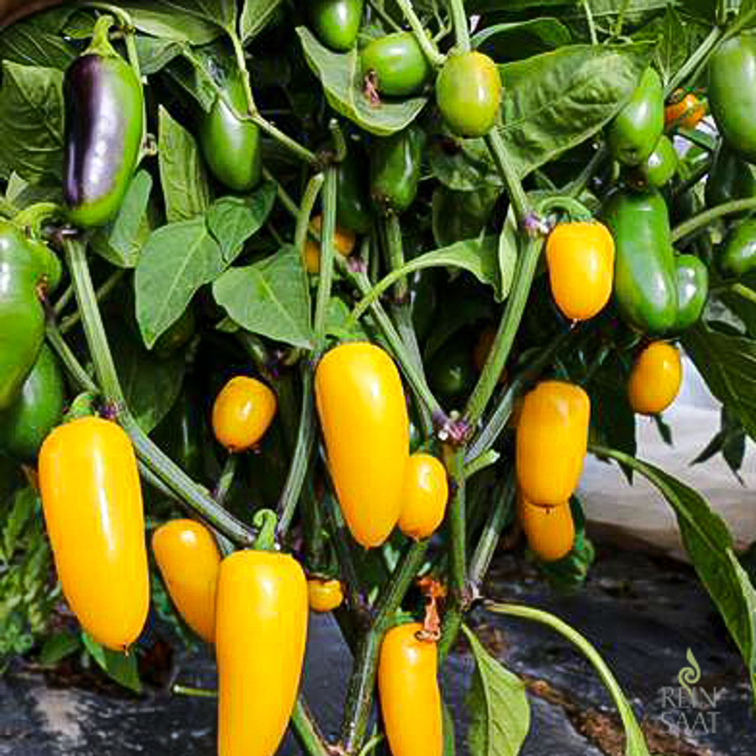 Jalapeño Luciel (Capsicum annuum) Samen