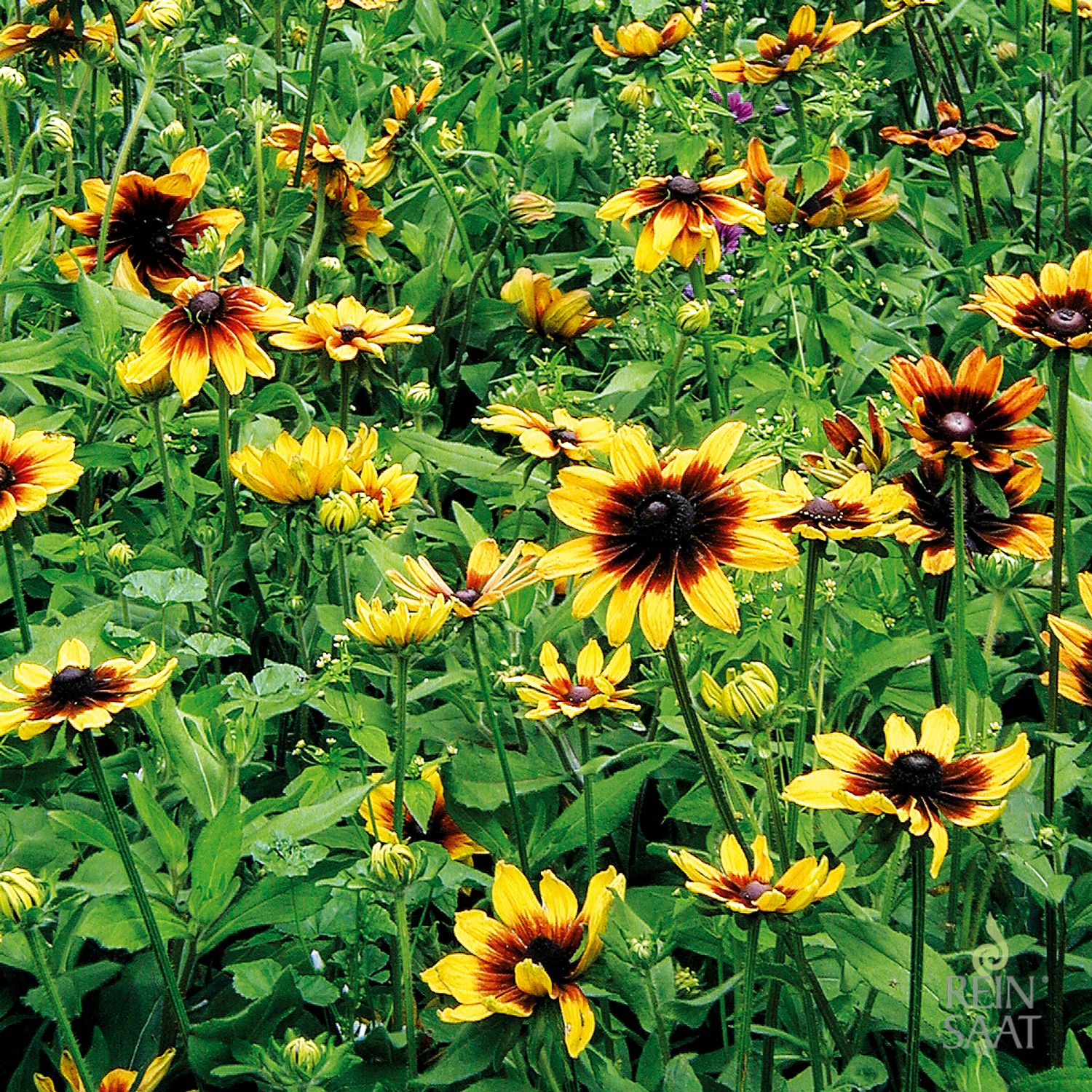 Sonnenhut Herbstwald (Rudbeckia hirta) Samen