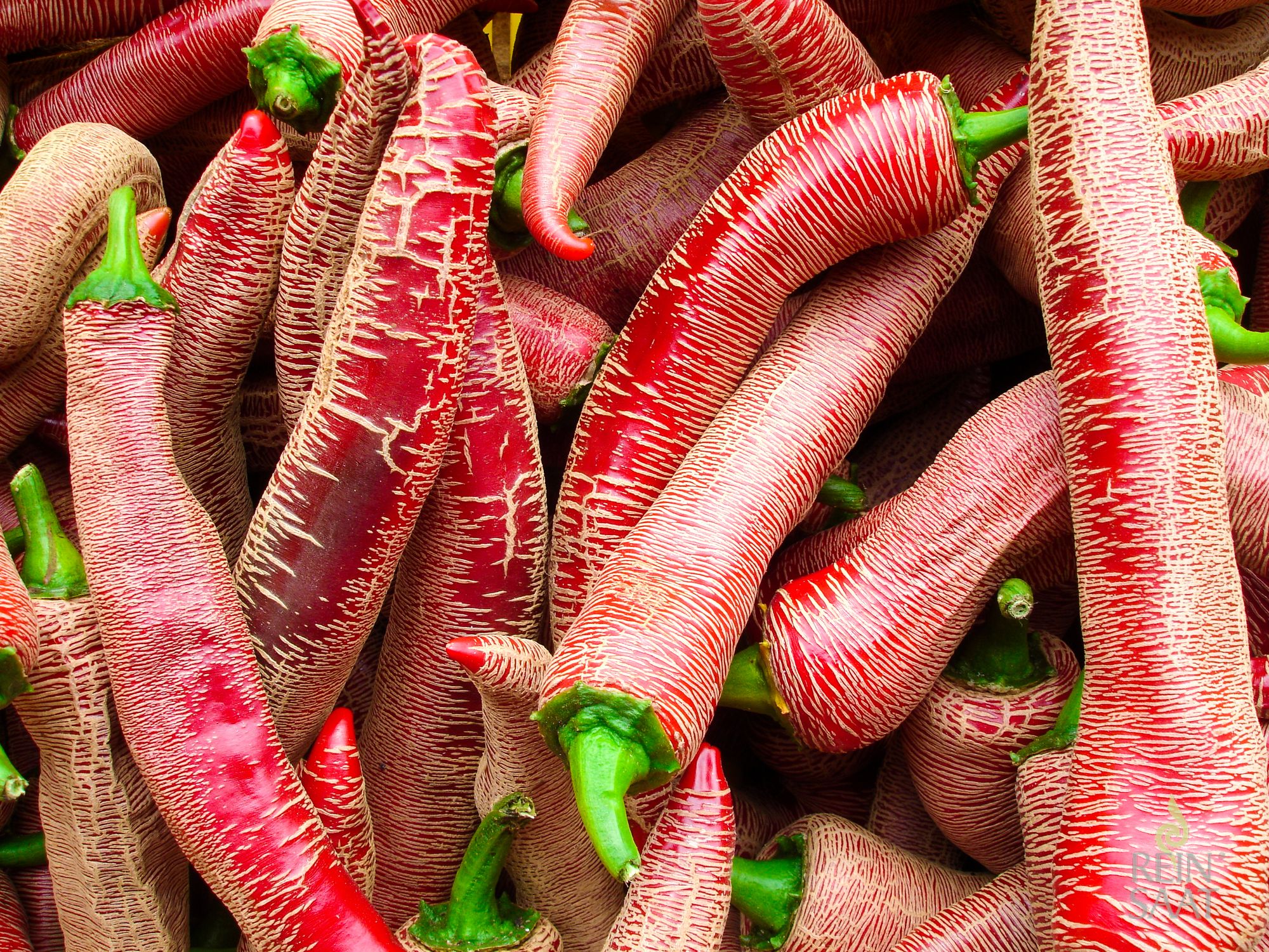 Elefant (capsicum annuum) Samen