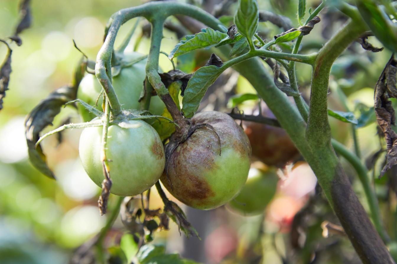 Eine Tomatenpflanze ist mit der Kraut- und Braunfäule befallen