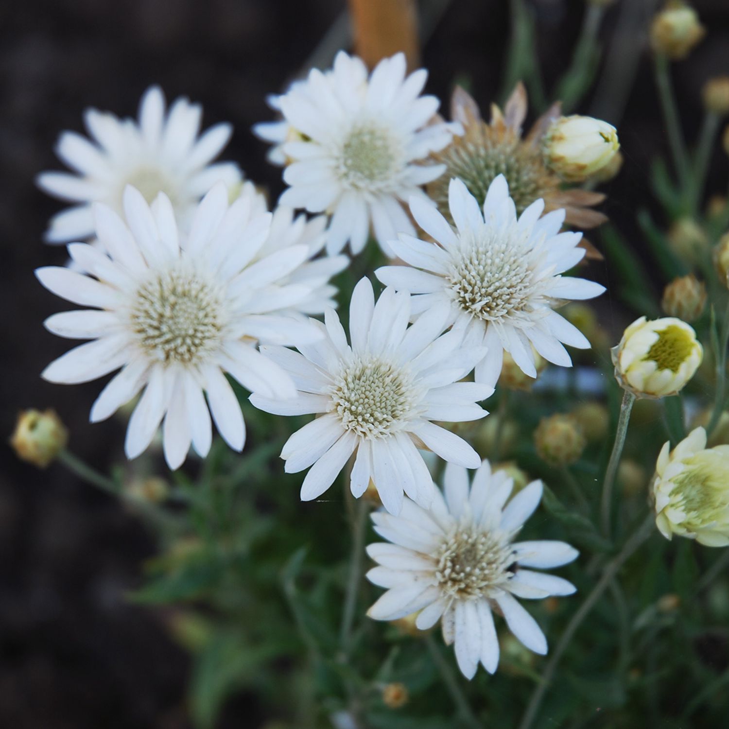 Papierblume Alba (Xeranthemum annuum) Samen