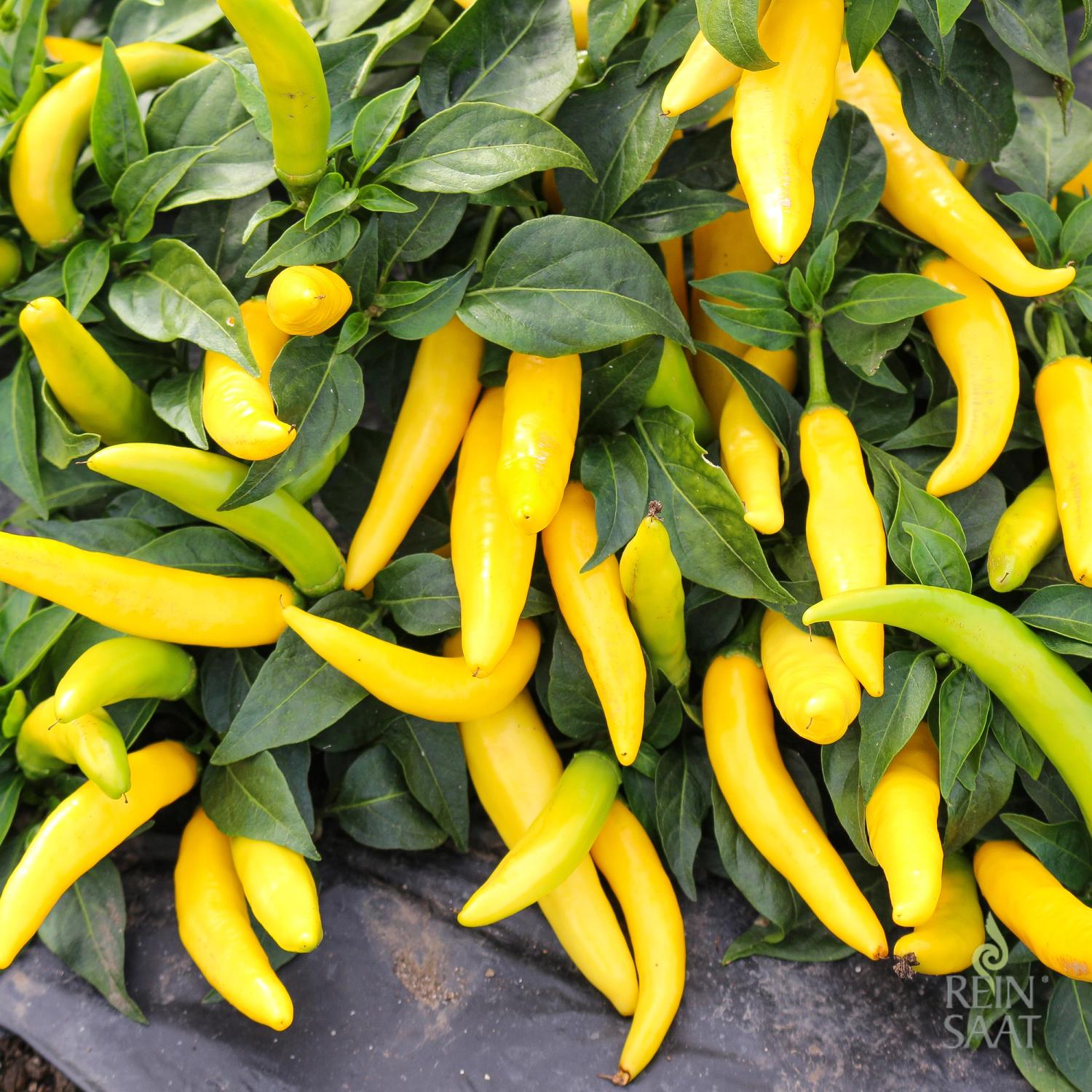 Sarit gat (Capsicum annuum) Samen