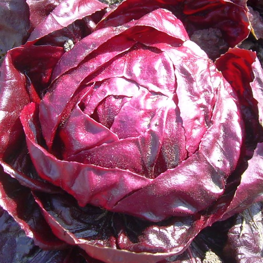 Rossa Di Verona (Cichorium intybus) Samen