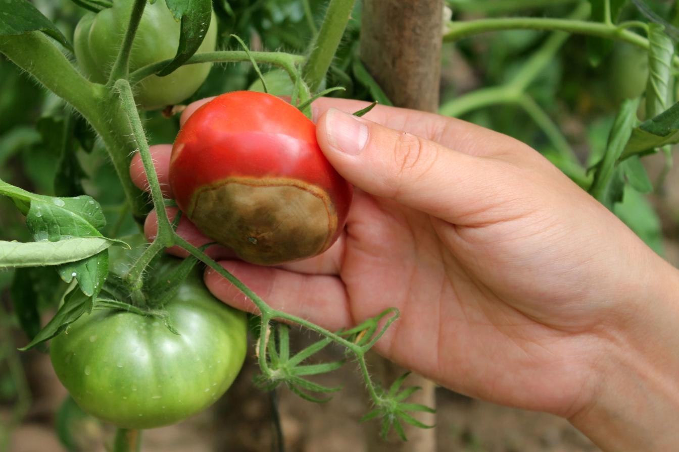 Eine Tomatenfrucht ist von der Blütenendfäule betroffen